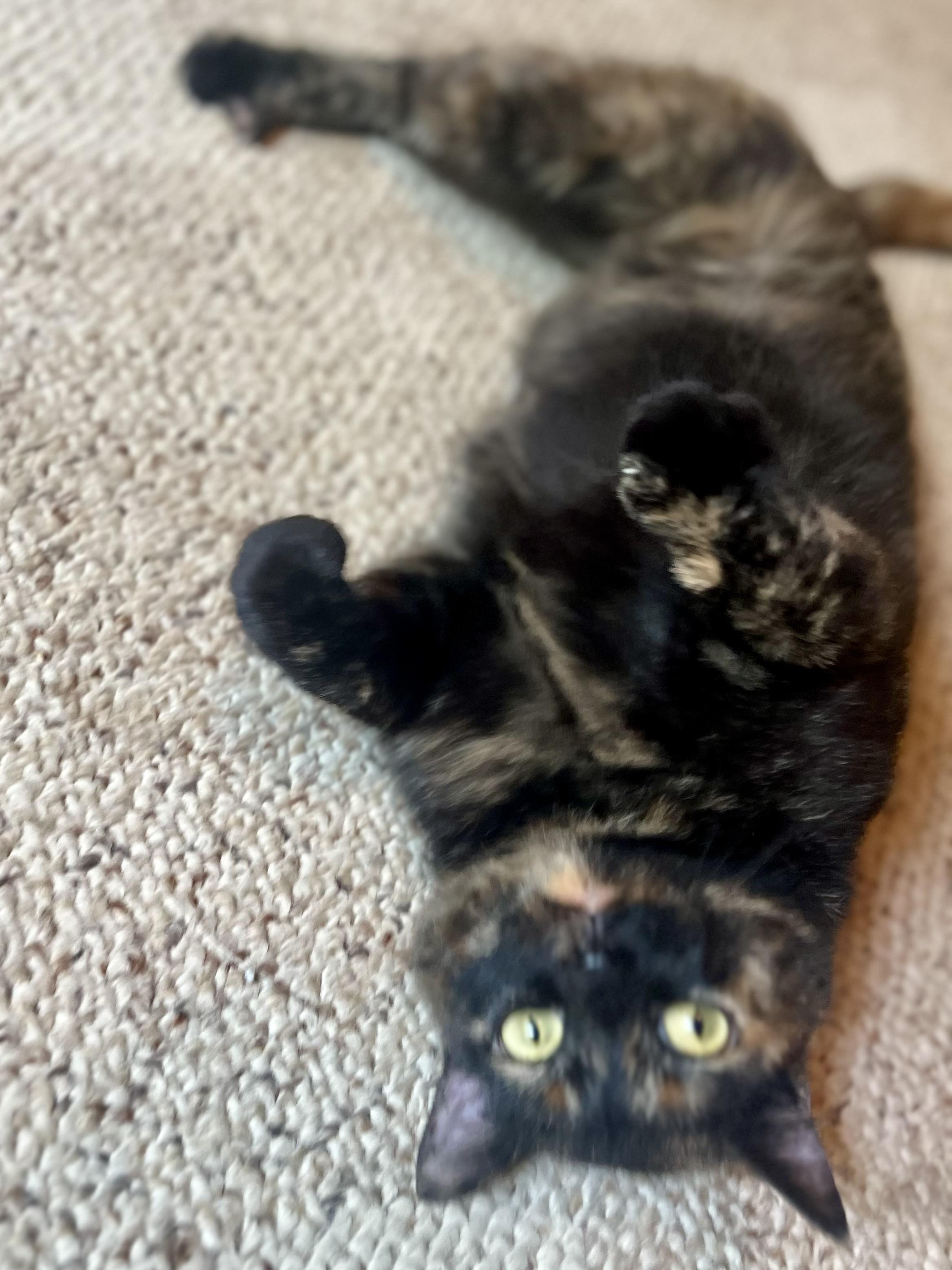 Enlarge Molly, an adoptable Domestic Short Hair in Sedalia, MO image 5/6