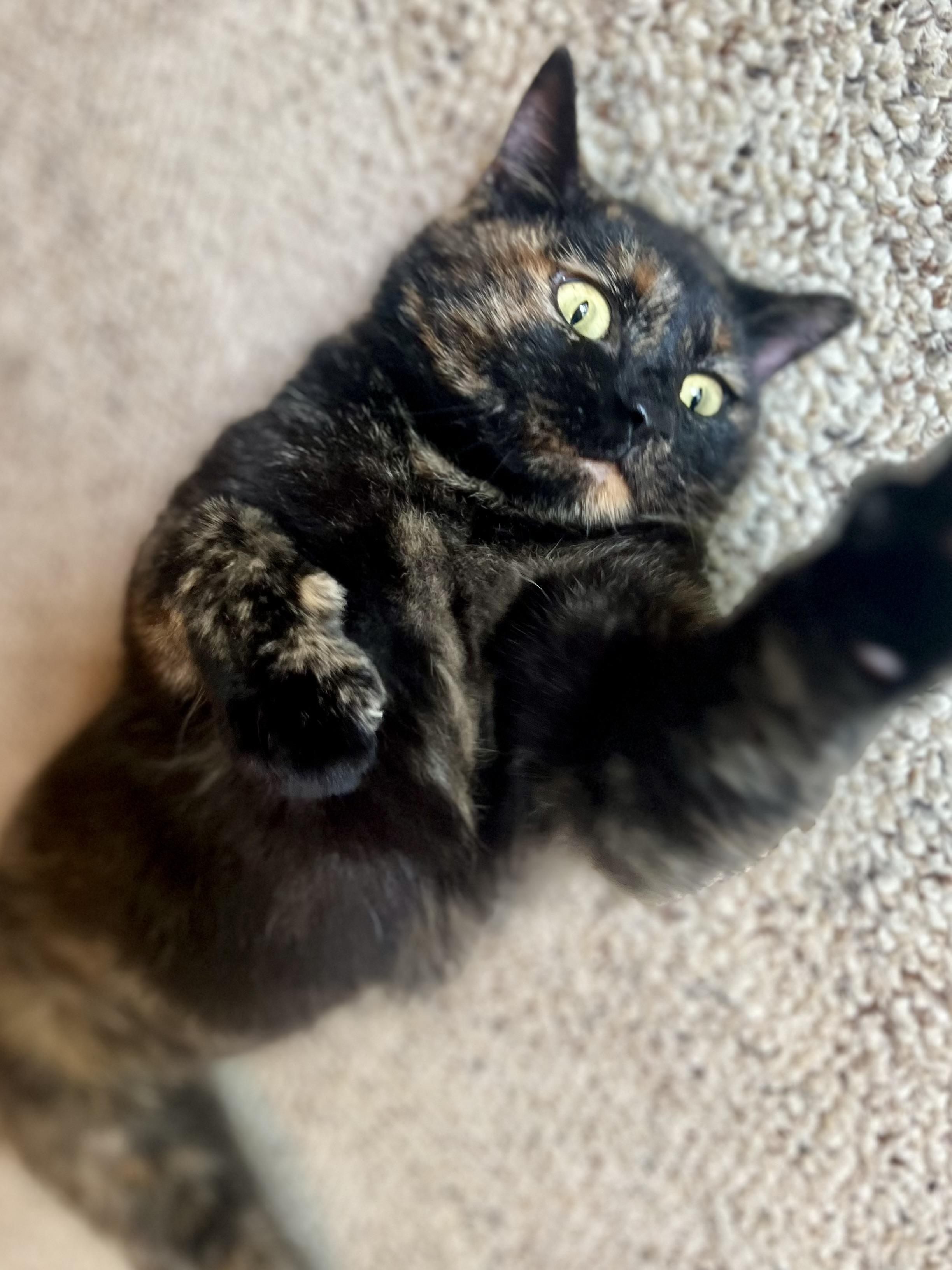 Enlarge Molly, an adoptable Domestic Short Hair in Sedalia, MO image 6/6