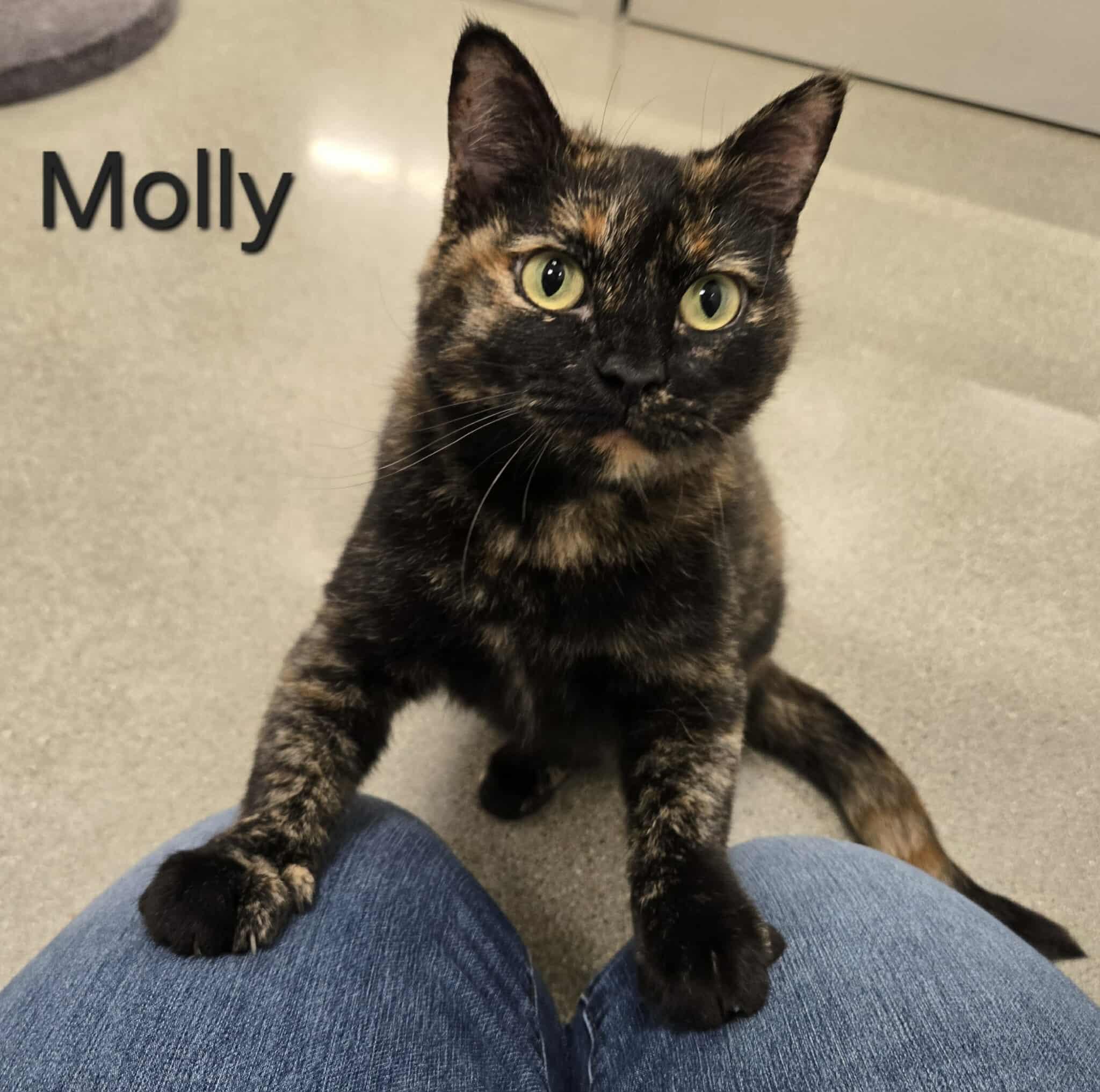 Molly, adoptable, Young Female Domestic Short Hair.