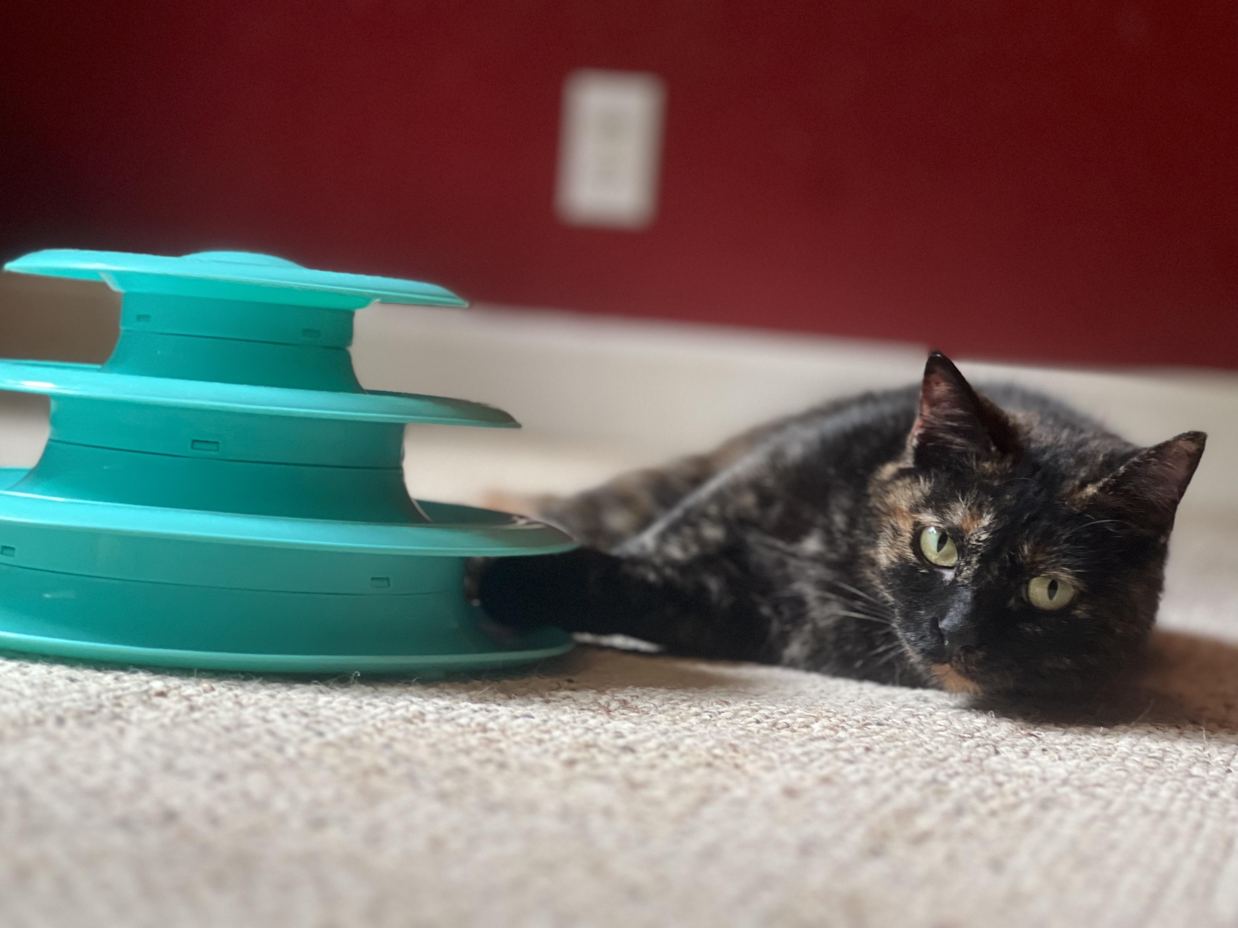 Enlarge Molly, an adoptable Domestic Short Hair in Sedalia, MO image 2/6