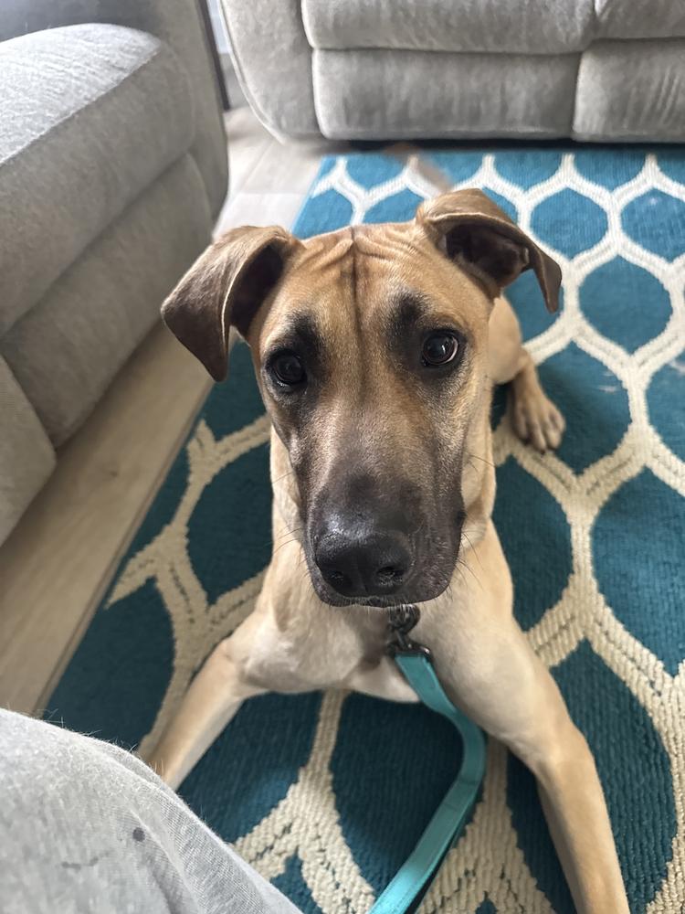 Zane, Adopted, Young Male Great Dane.