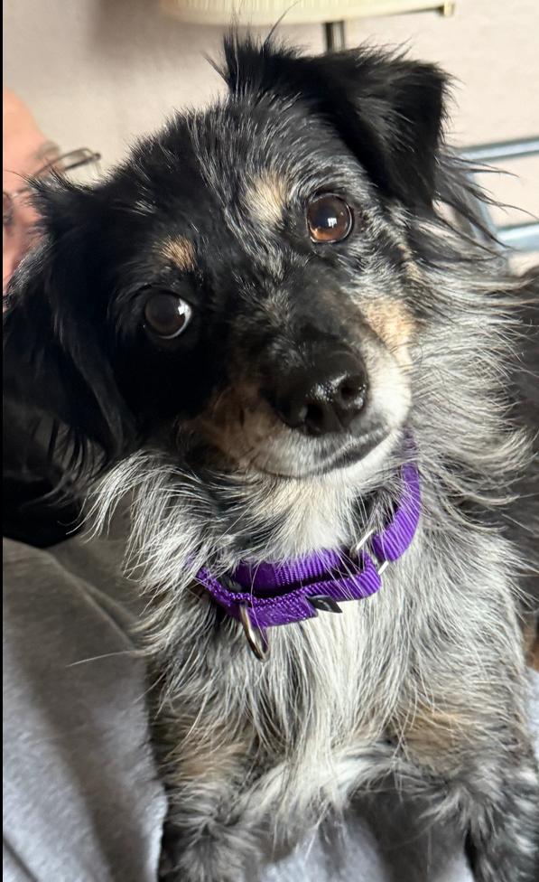 0987 Giddy, Adoptable, Young Female Australian Shepherd.