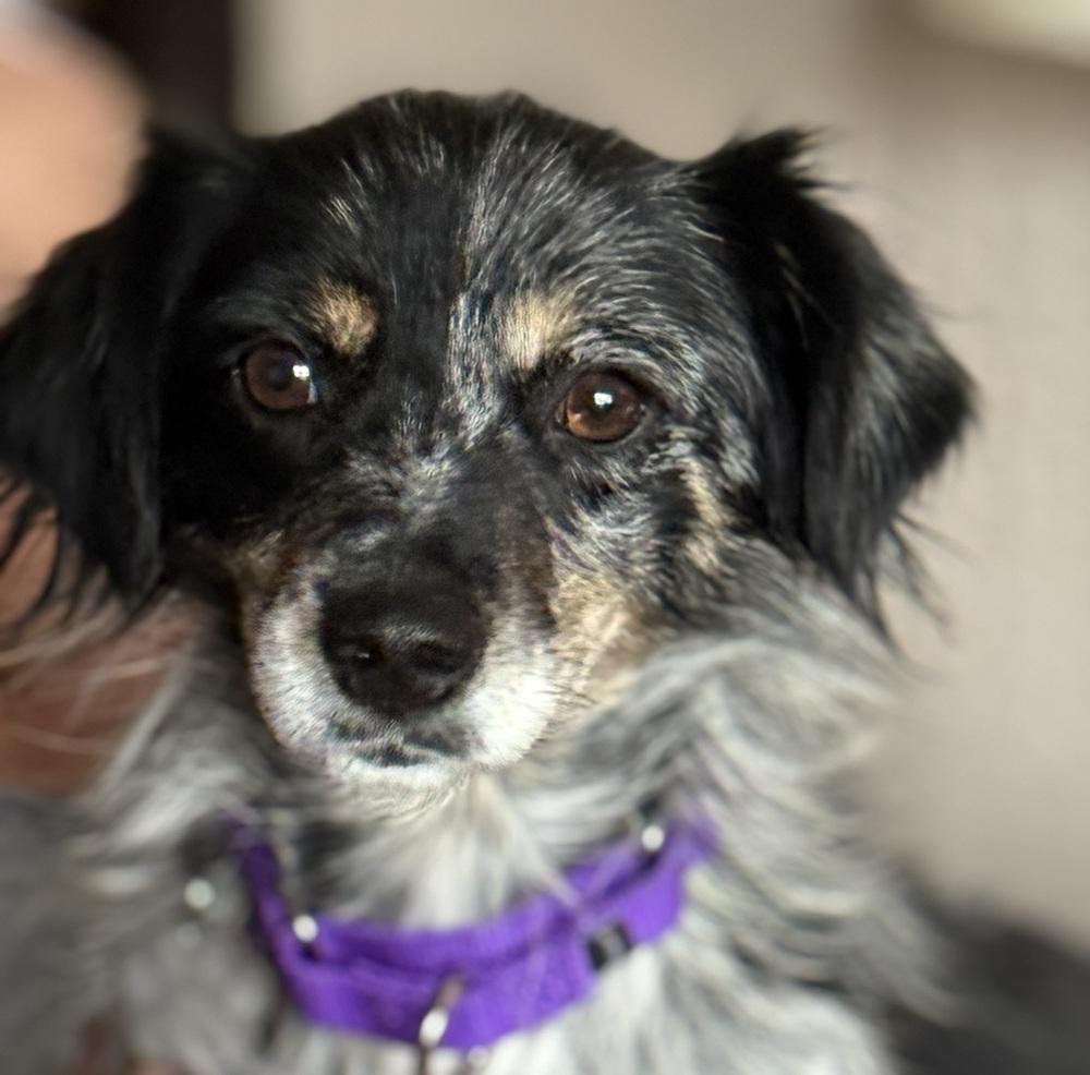 Enlarge 0987 Giddy, a Adoptable Australian Shepherd in Story City, IA image 3/6