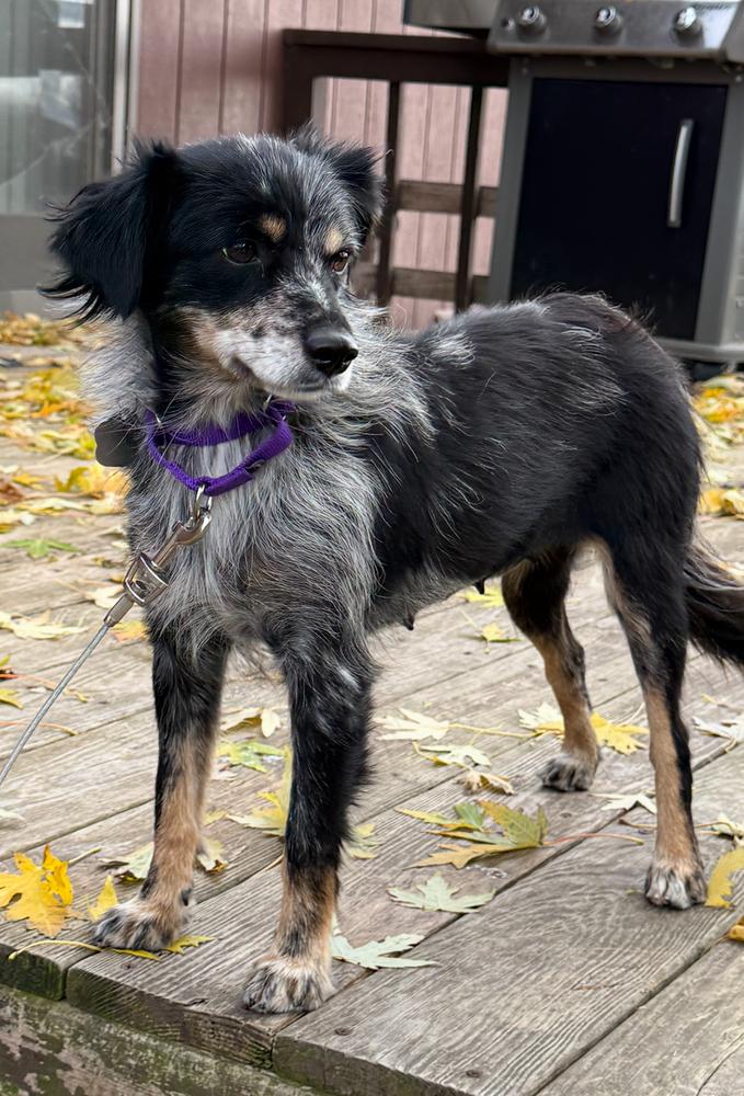 Enlarge 0987 Giddy, a Adoptable Australian Shepherd in Story City, IA image 6/6