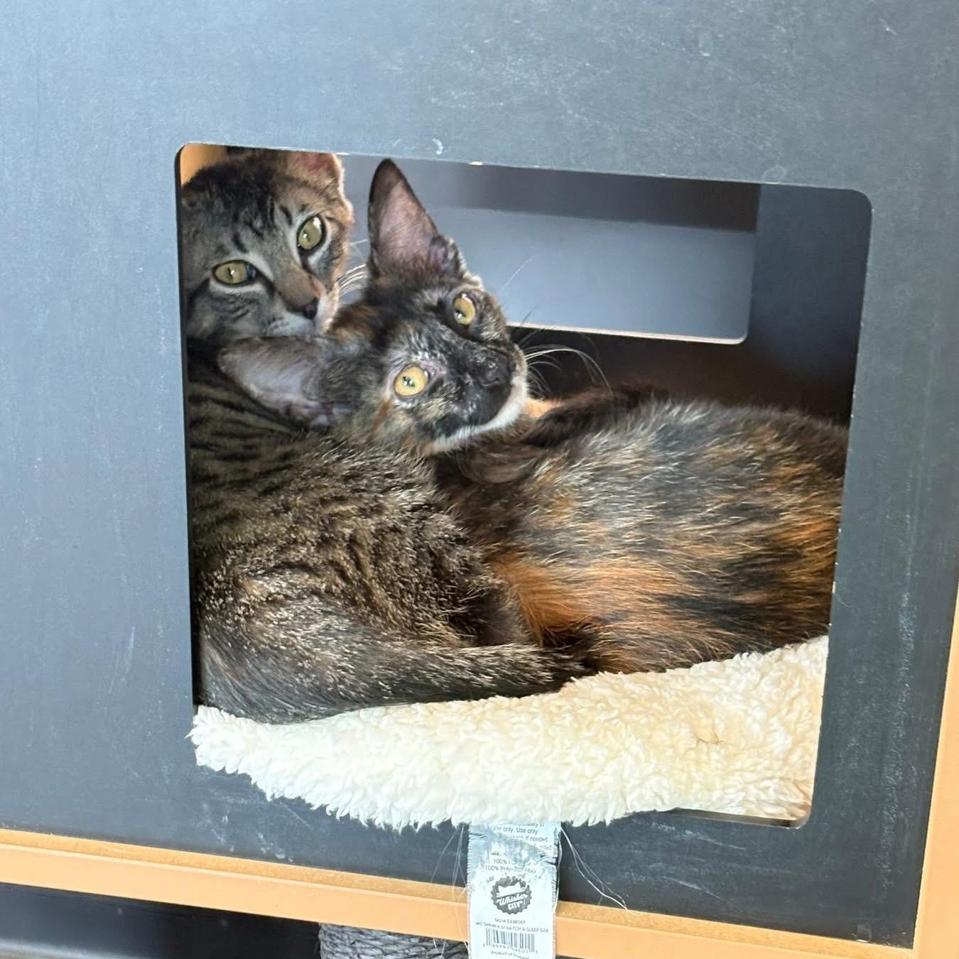 Duck & Goose, ADOPTABLE, Young Female Domestic Short Hair.