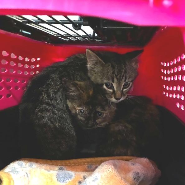 Duck & Goose, a ADOPTABLE Domestic Short Hair in Evanston, IL image 2/2
