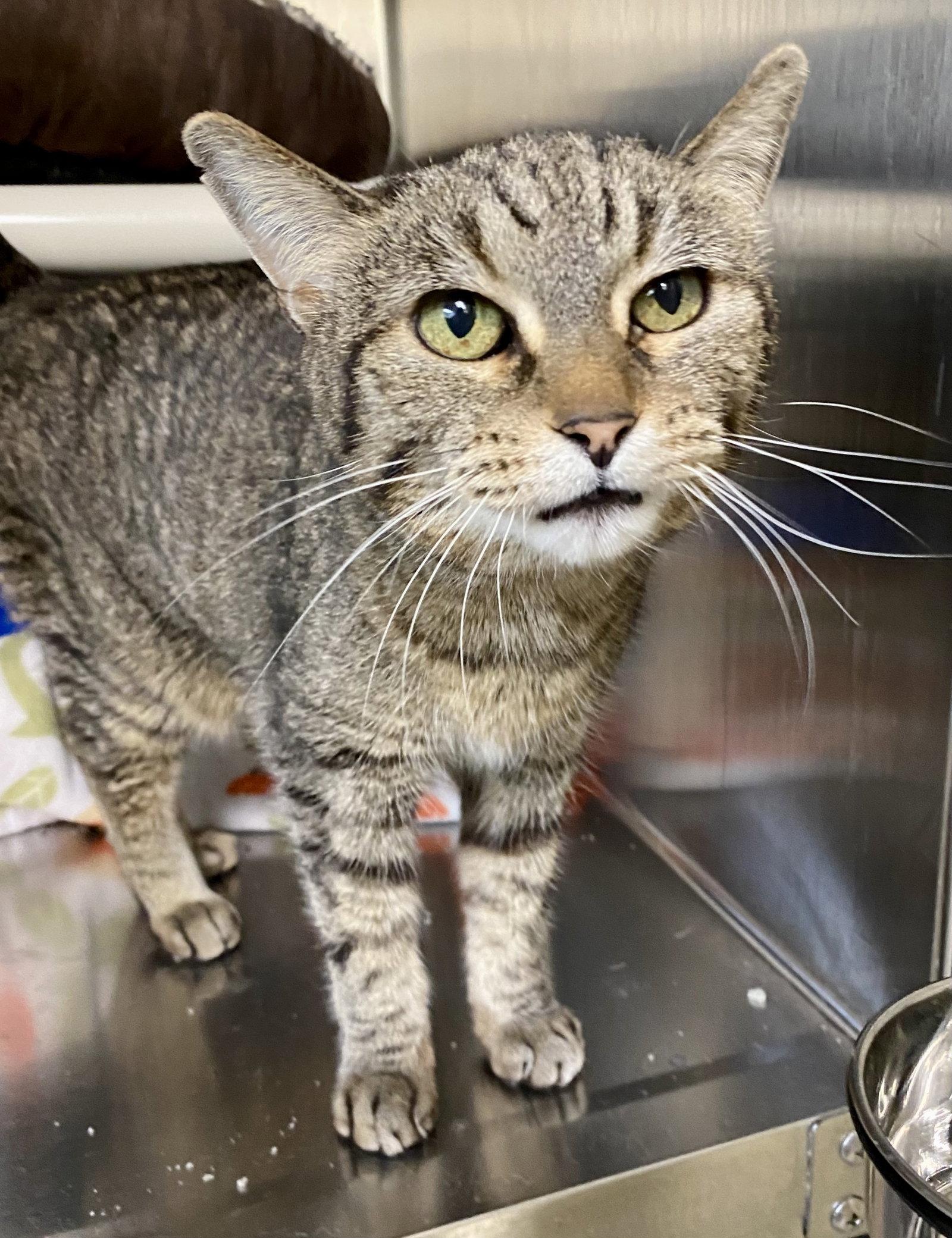 Enlarge Mercat, a Adoptable mixed breed in Fargo, ND image 1/2