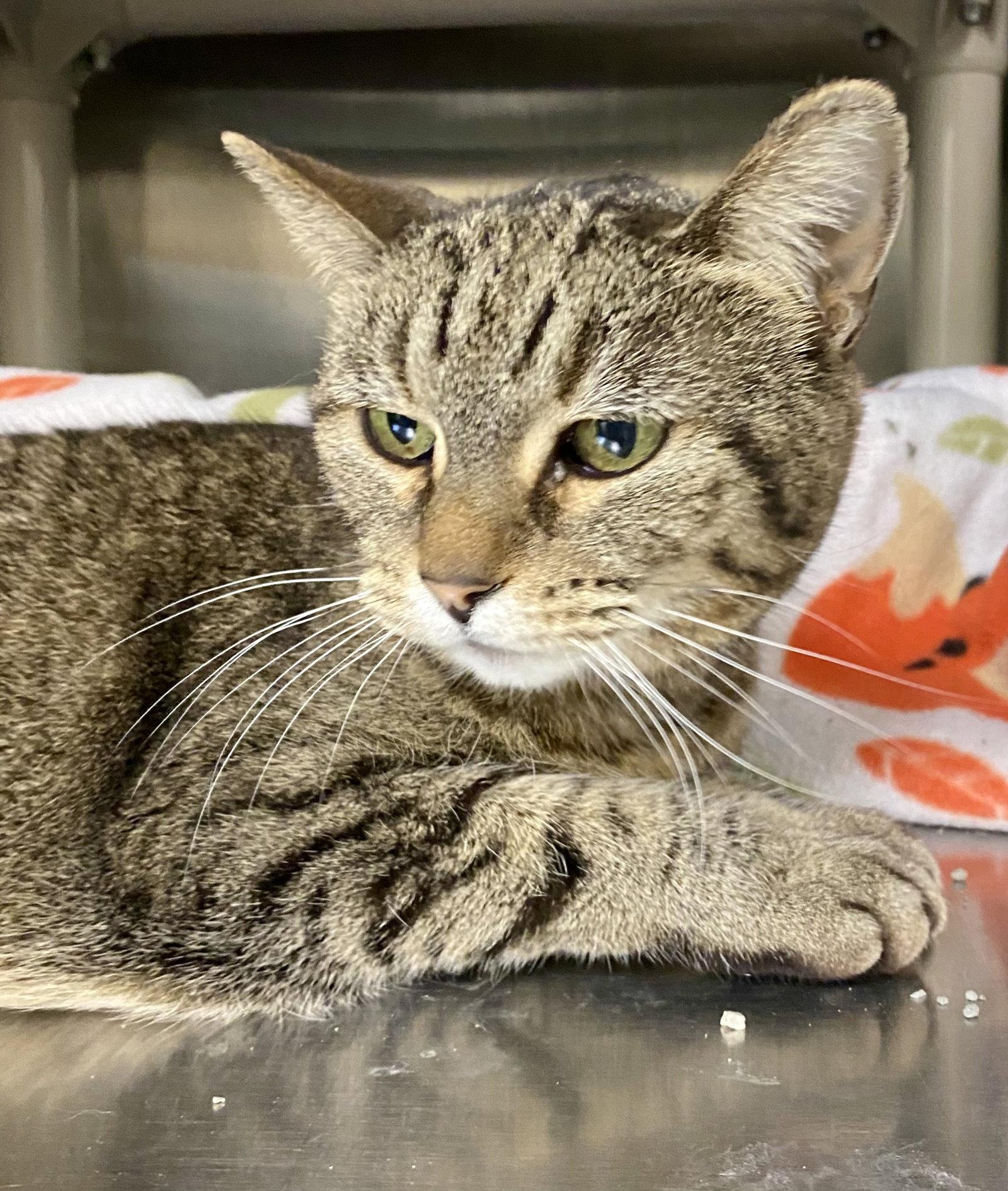 Enlarge Mercat, a Adoptable mixed breed in Fargo, ND image 2/2