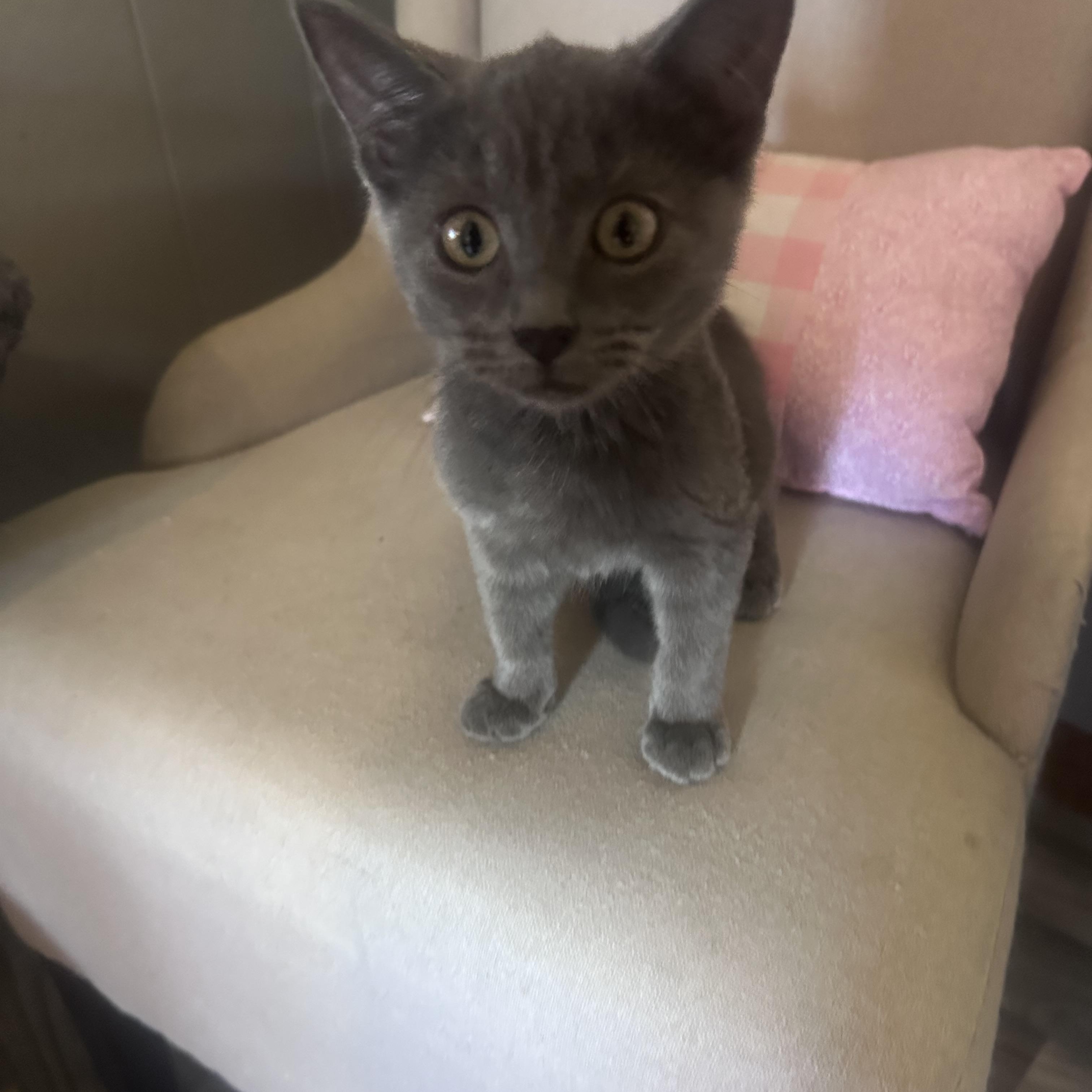 Enlarge Cider, a Adoptable Domestic Short Hair in Frostproof, FL image 2/5