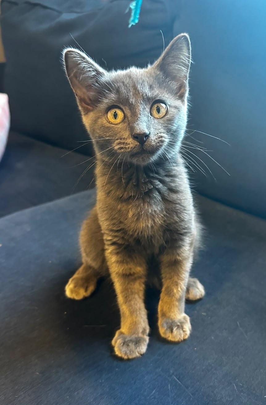 Enlarge Cider, a Adoptable Domestic Short Hair in Frostproof, FL image 1/5