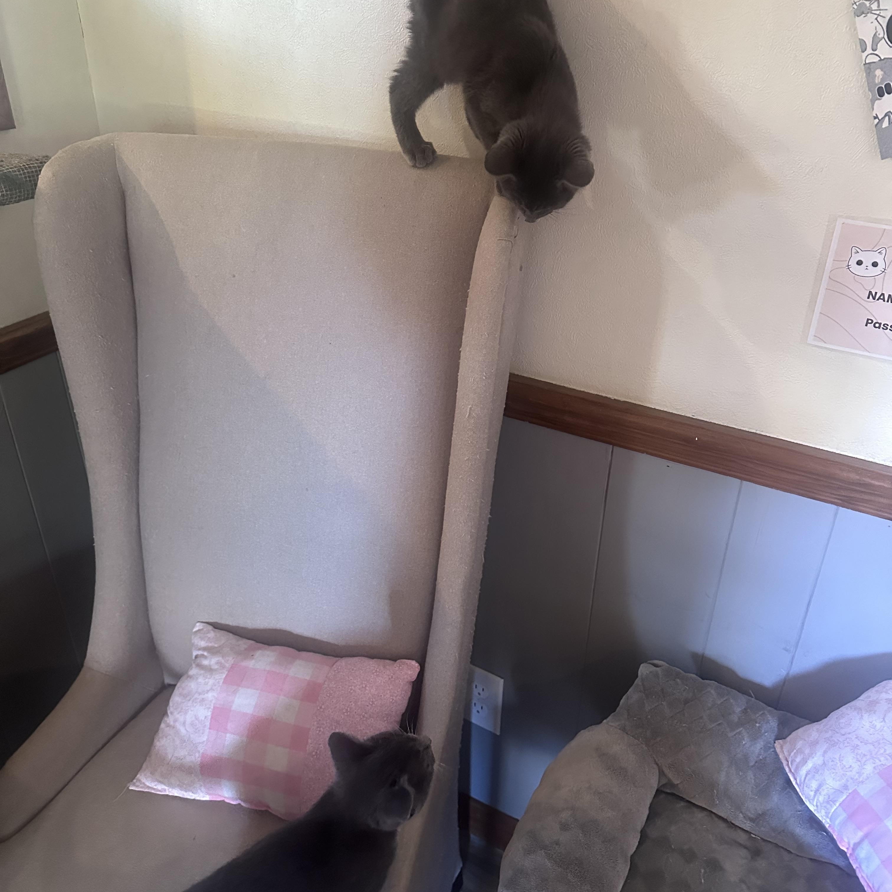 Enlarge Cider, a Adoptable Domestic Short Hair in Frostproof, FL image 4/5