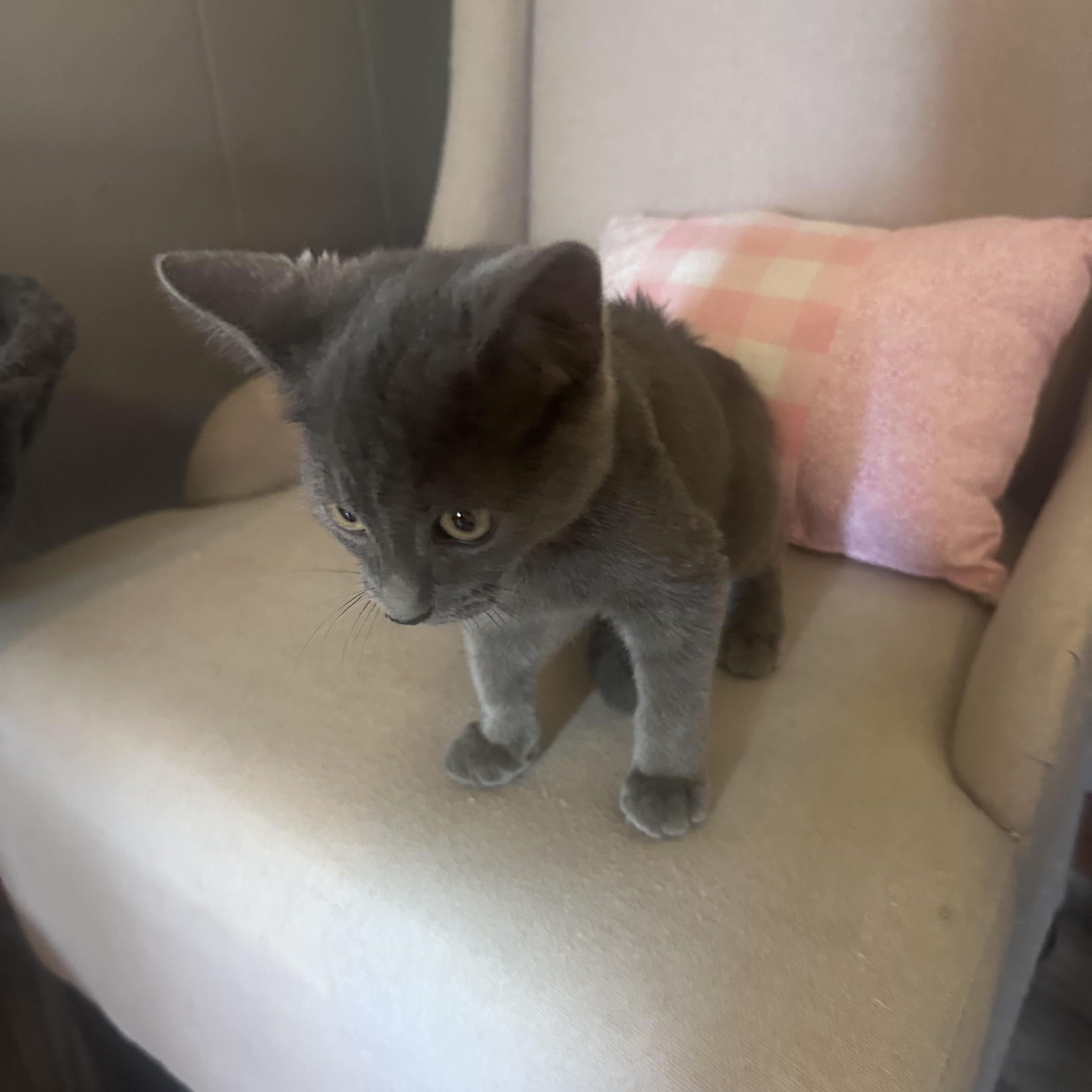 Enlarge Cider, a Adoptable Domestic Short Hair in Frostproof, FL image 3/5