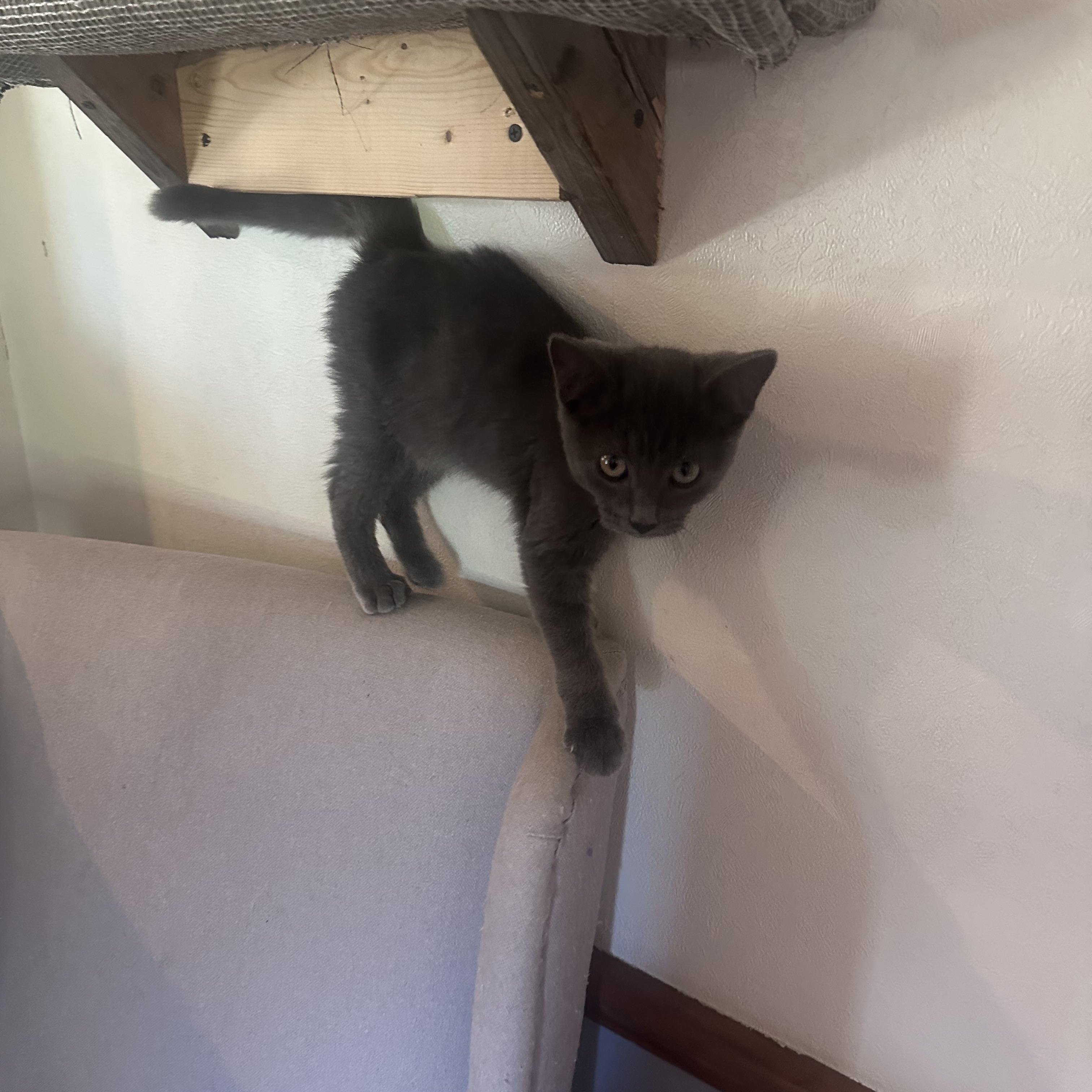 Enlarge Cider, a Adoptable Domestic Short Hair in Frostproof, FL image 5/5