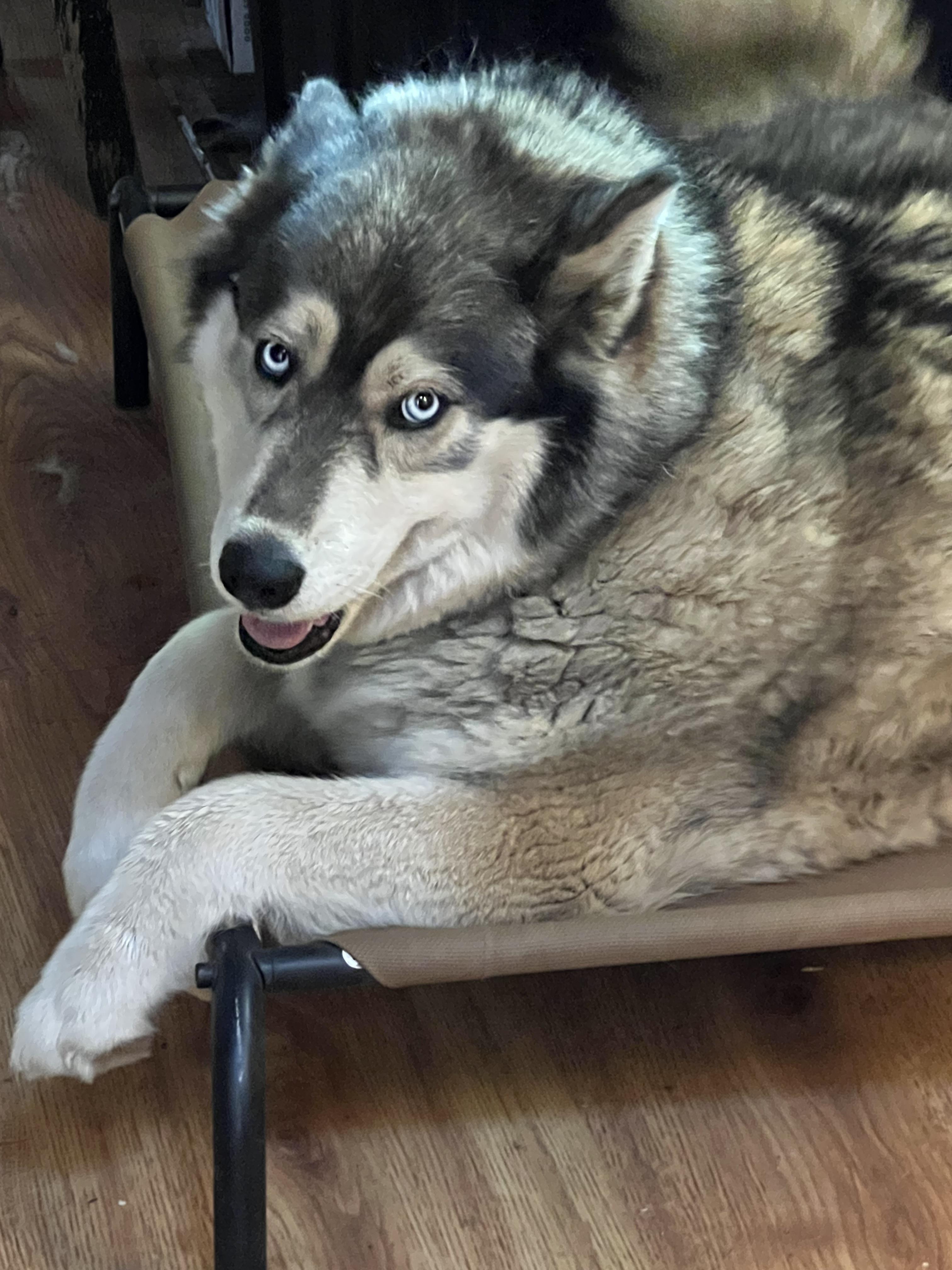Courtesy Post - Mama, a Adoptable Siberian Husky in Willits , CA image 4/4