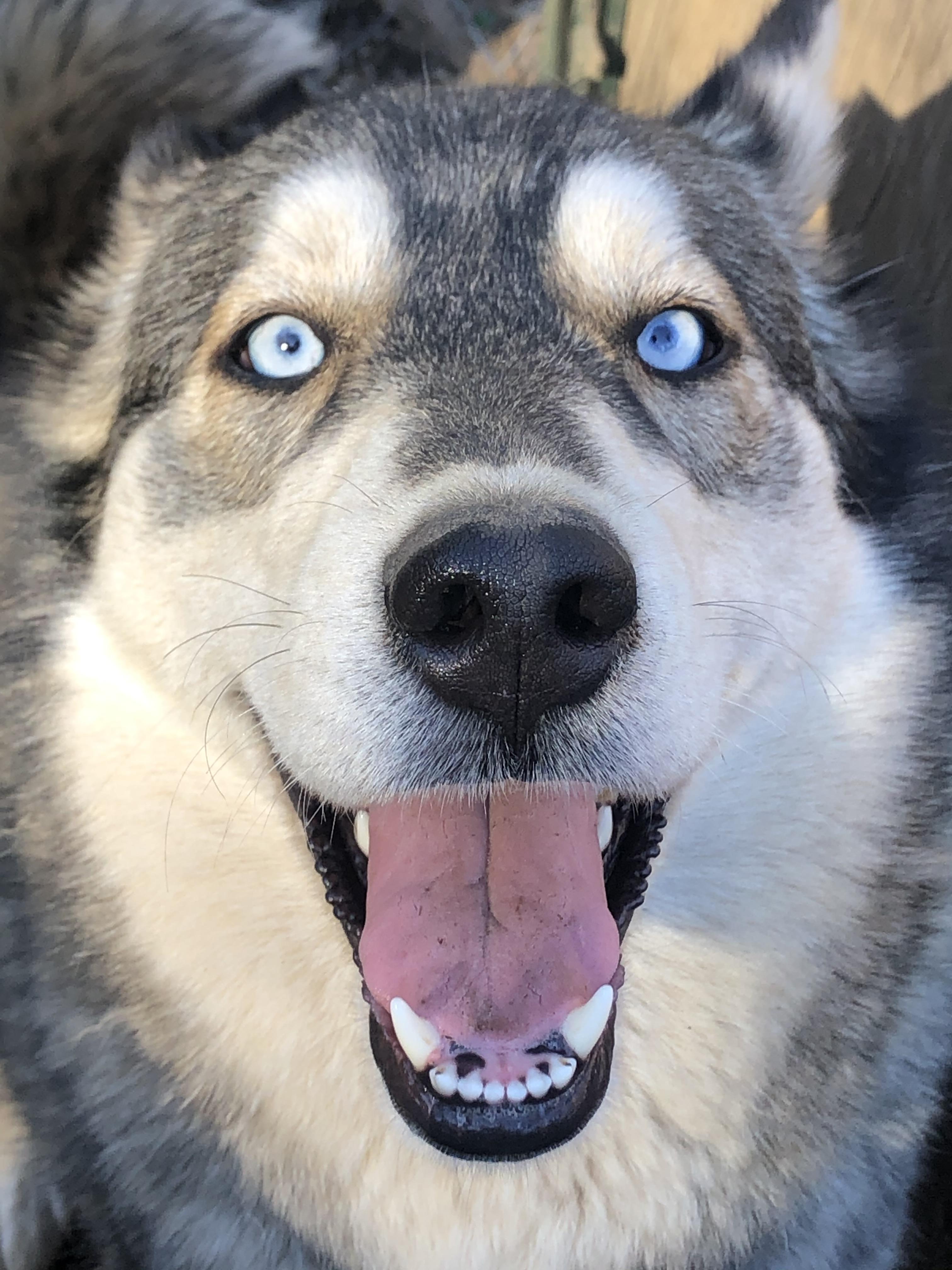 Courtesy Post - Mama, a Adoptable Siberian Husky in Willits , CA image 3/4