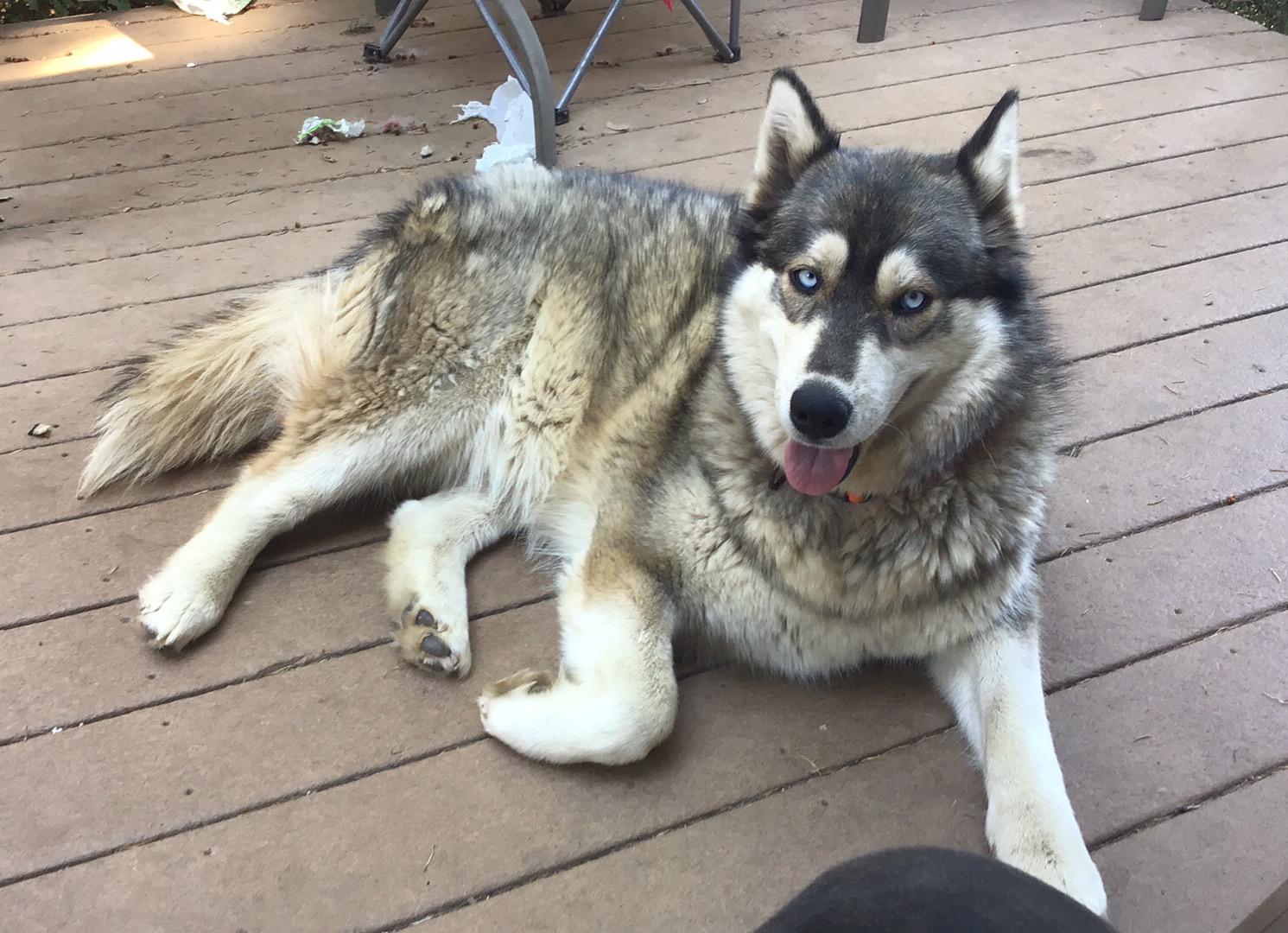 Courtesy Post - Mama, Adoptable, Adult Female Siberian Husky.