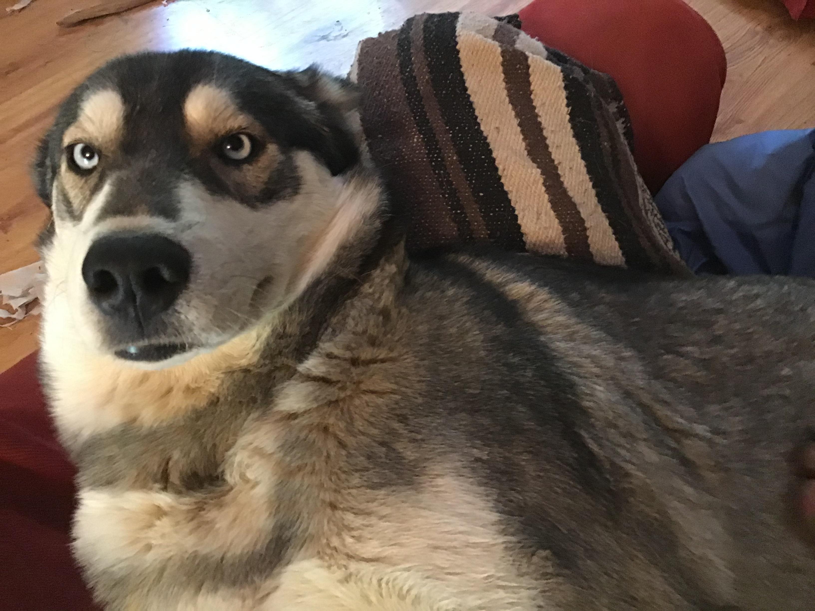 Courtesy Post - Mama, a Adoptable Siberian Husky in Willits , CA image 2/4