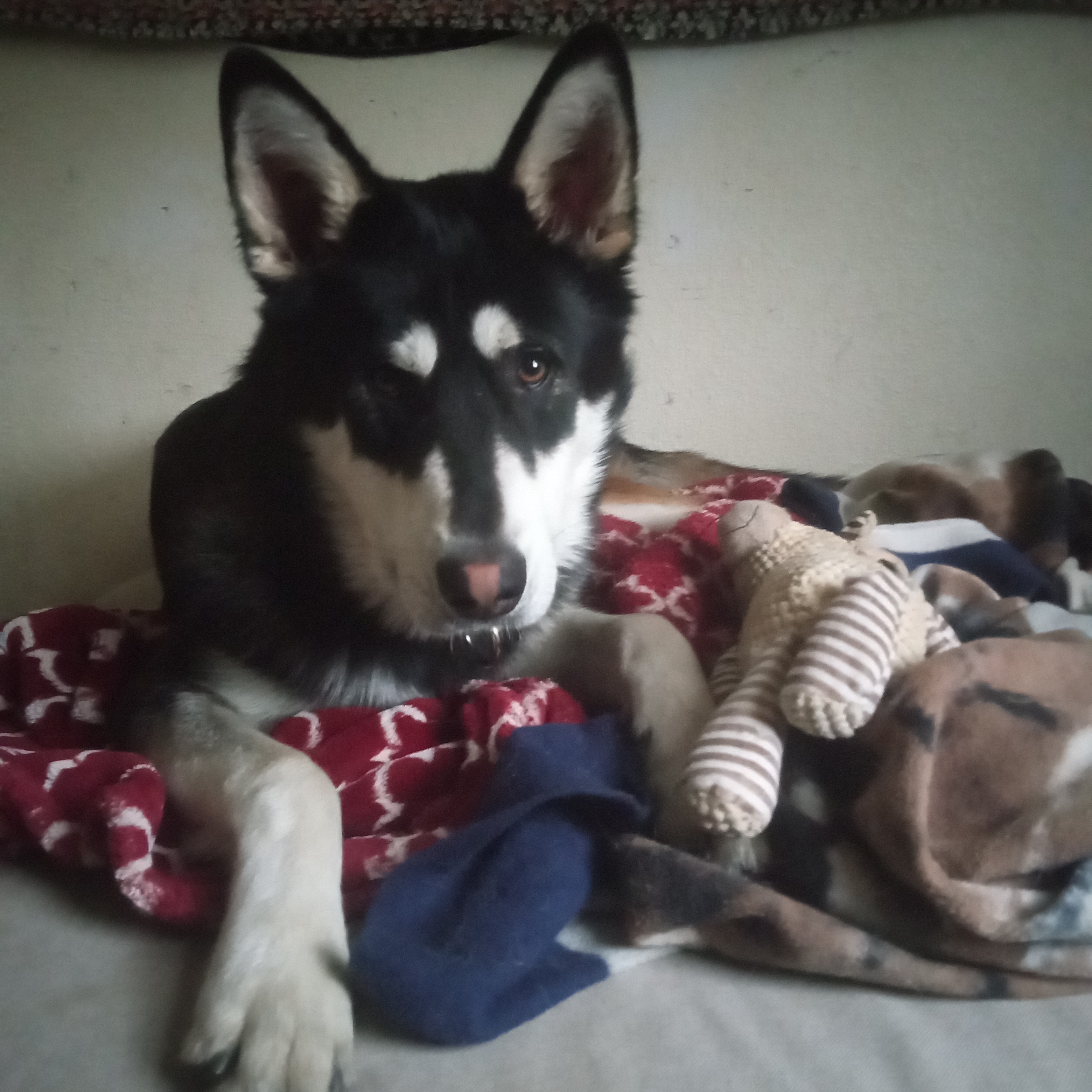 Mochi, a Adoptable mixed breed in San Juan Bautista, CA image 6/6