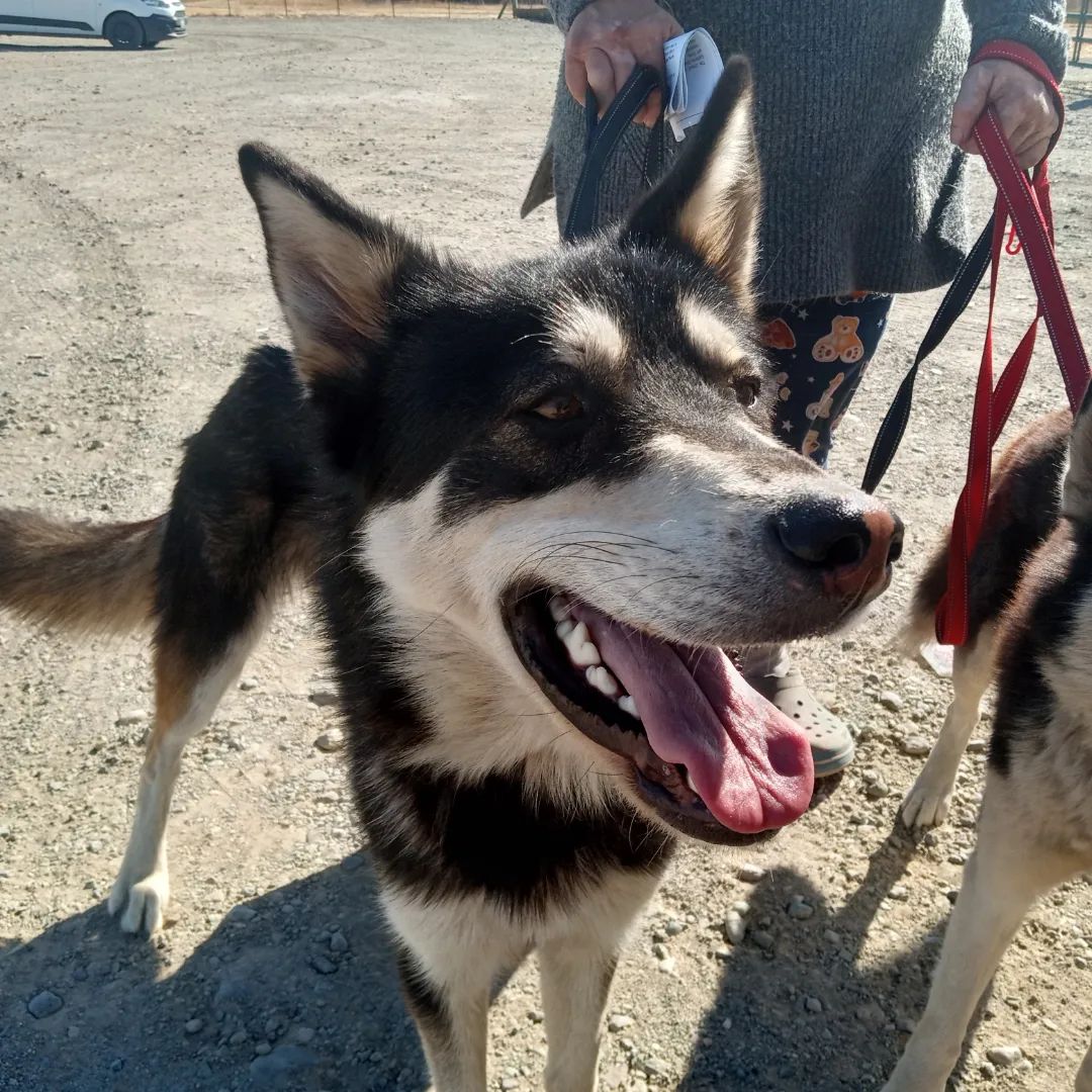 Mochi, a Adoptable mixed breed in San Juan Bautista, CA image 1/6
