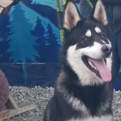 Mochi, a Adoptable mixed breed in San Juan Bautista, CA image 2/6