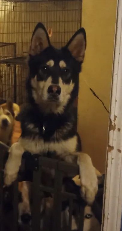 Mochi, a Adoptable mixed breed in San Juan Bautista, CA image 3/6