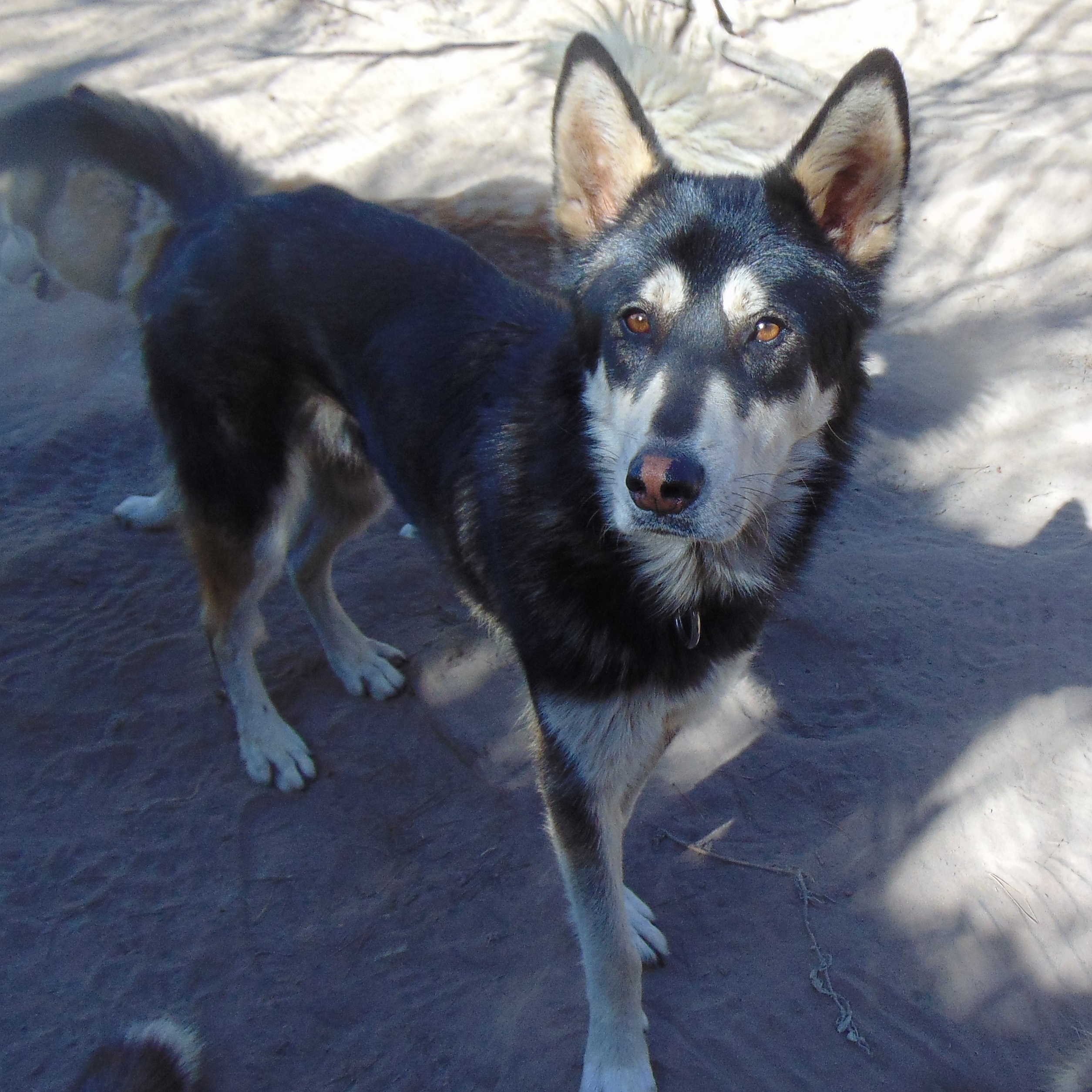 Mochi, a Adoptable mixed breed in San Juan Bautista, CA image 4/6