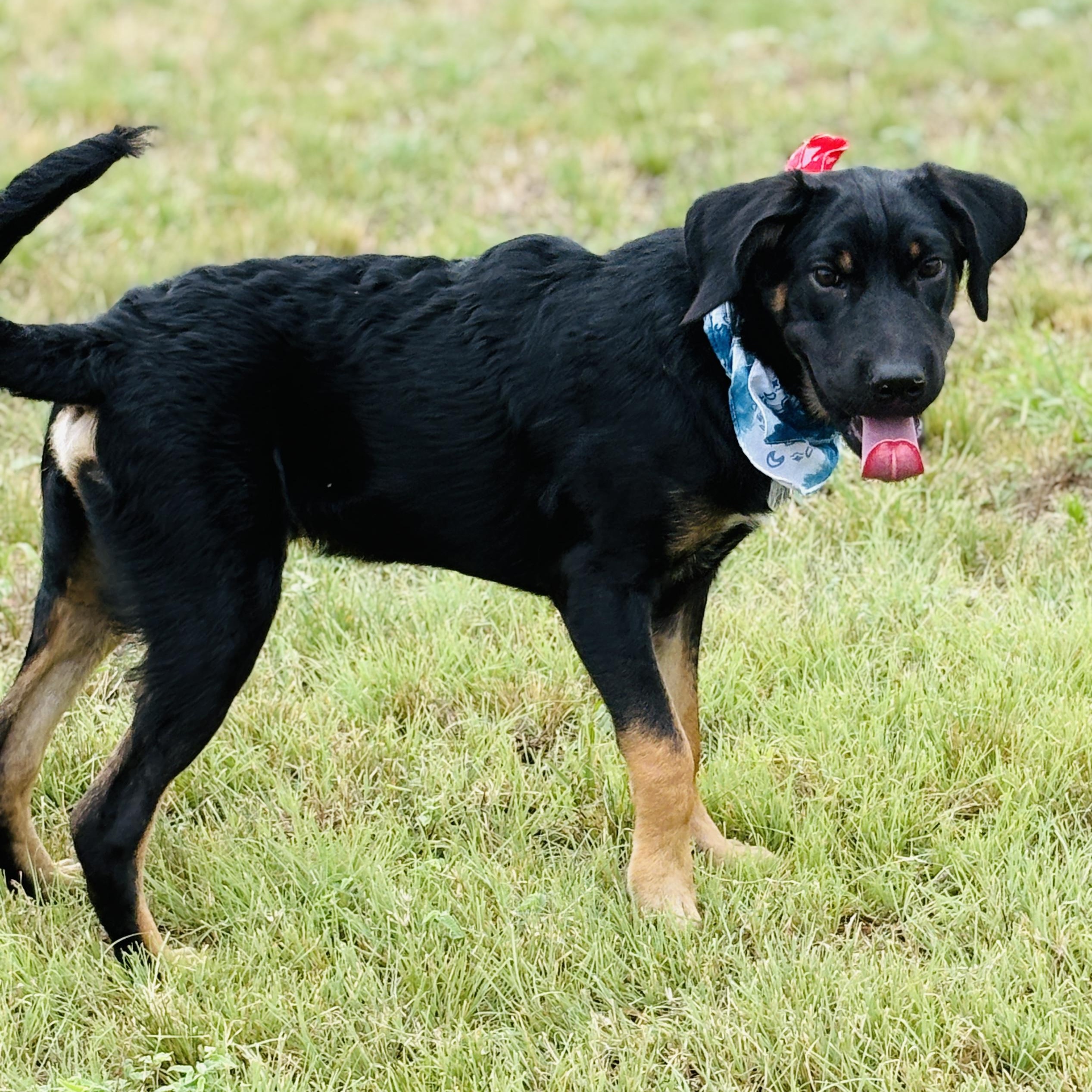 *Bruno, Young Male Rottweiler