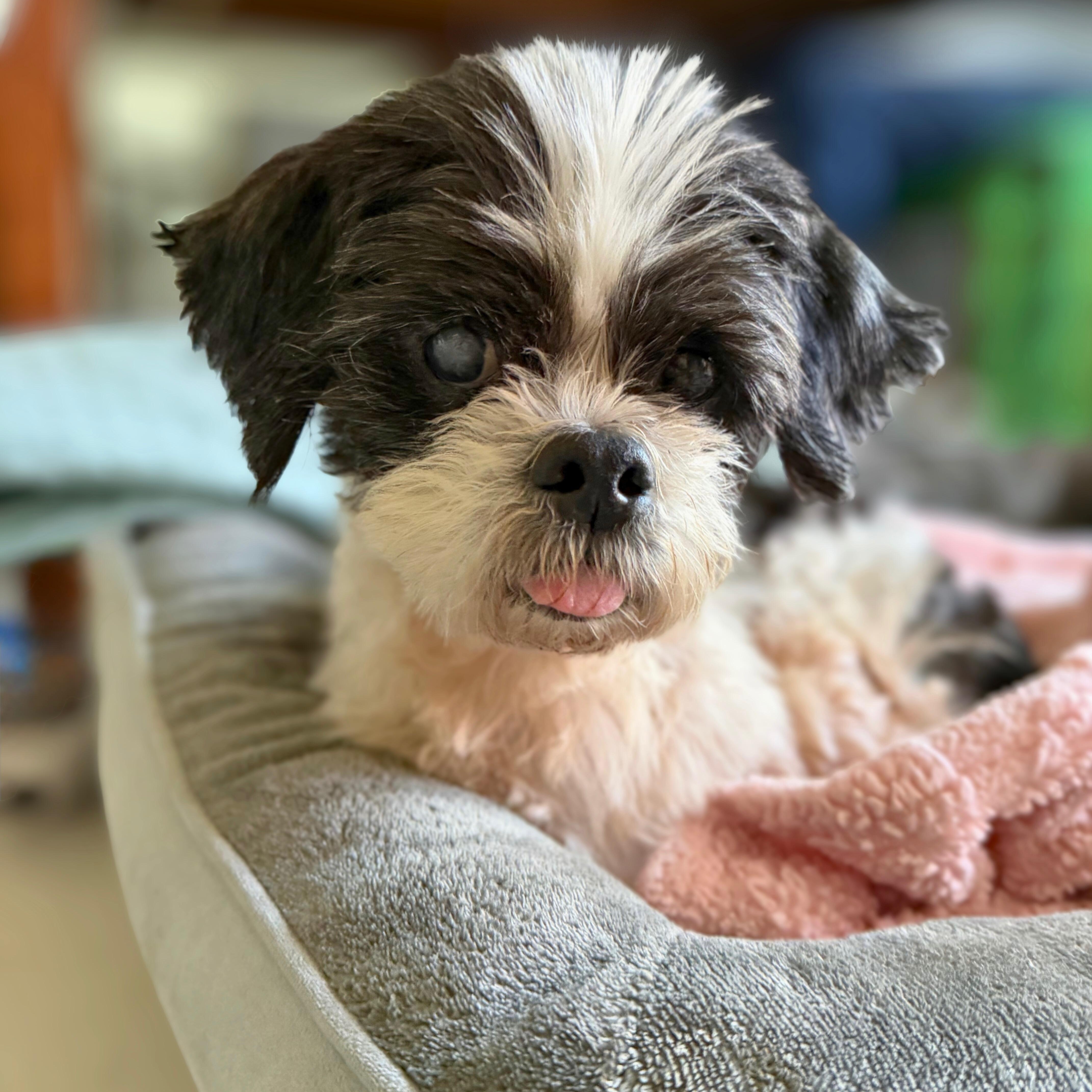 Enlarge Ricky, a ADOPTABLE mixed breed in Diamond Bar, CA image 3/6