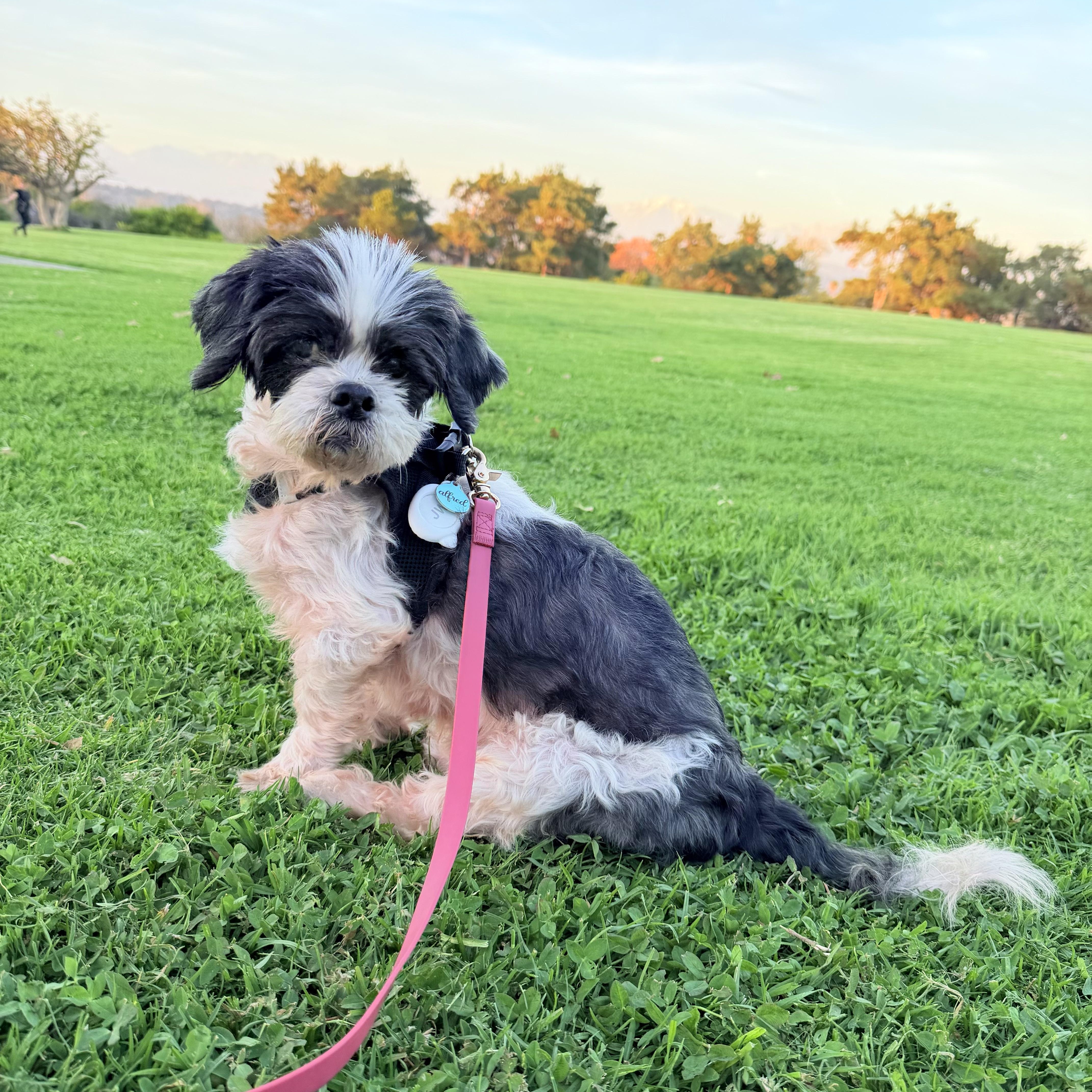 Enlarge Ricky, a ADOPTABLE mixed breed in Diamond Bar, CA image 5/6