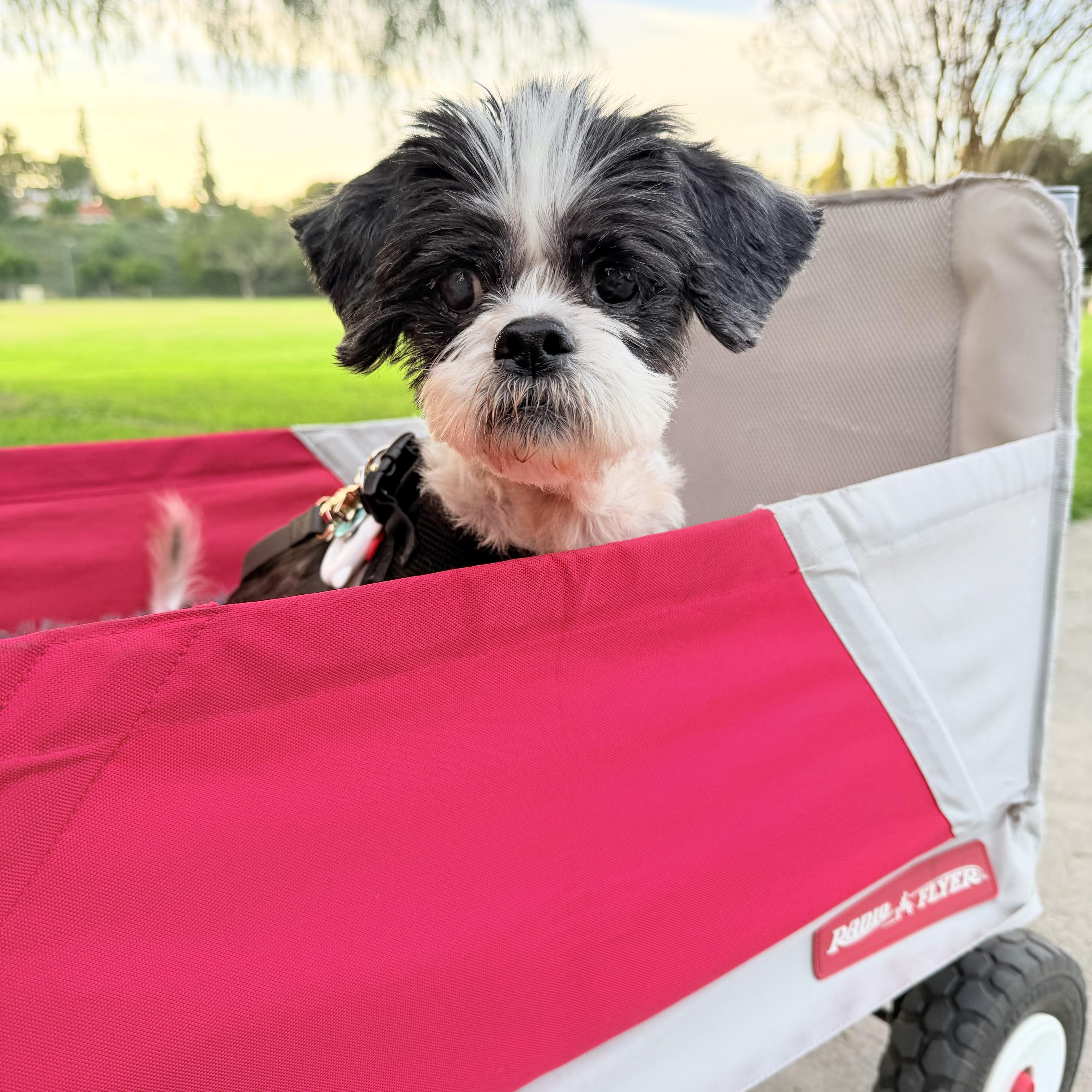Ricky, ADOPTABLE, Senior Male Shih Tzu.
