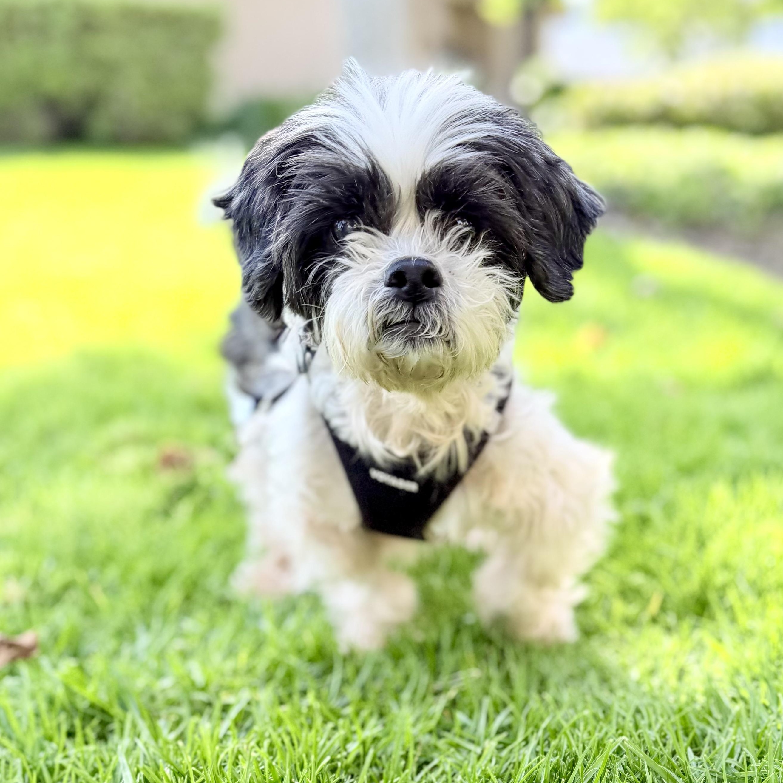 Enlarge Ricky, a ADOPTABLE mixed breed in Diamond Bar, CA image 4/6