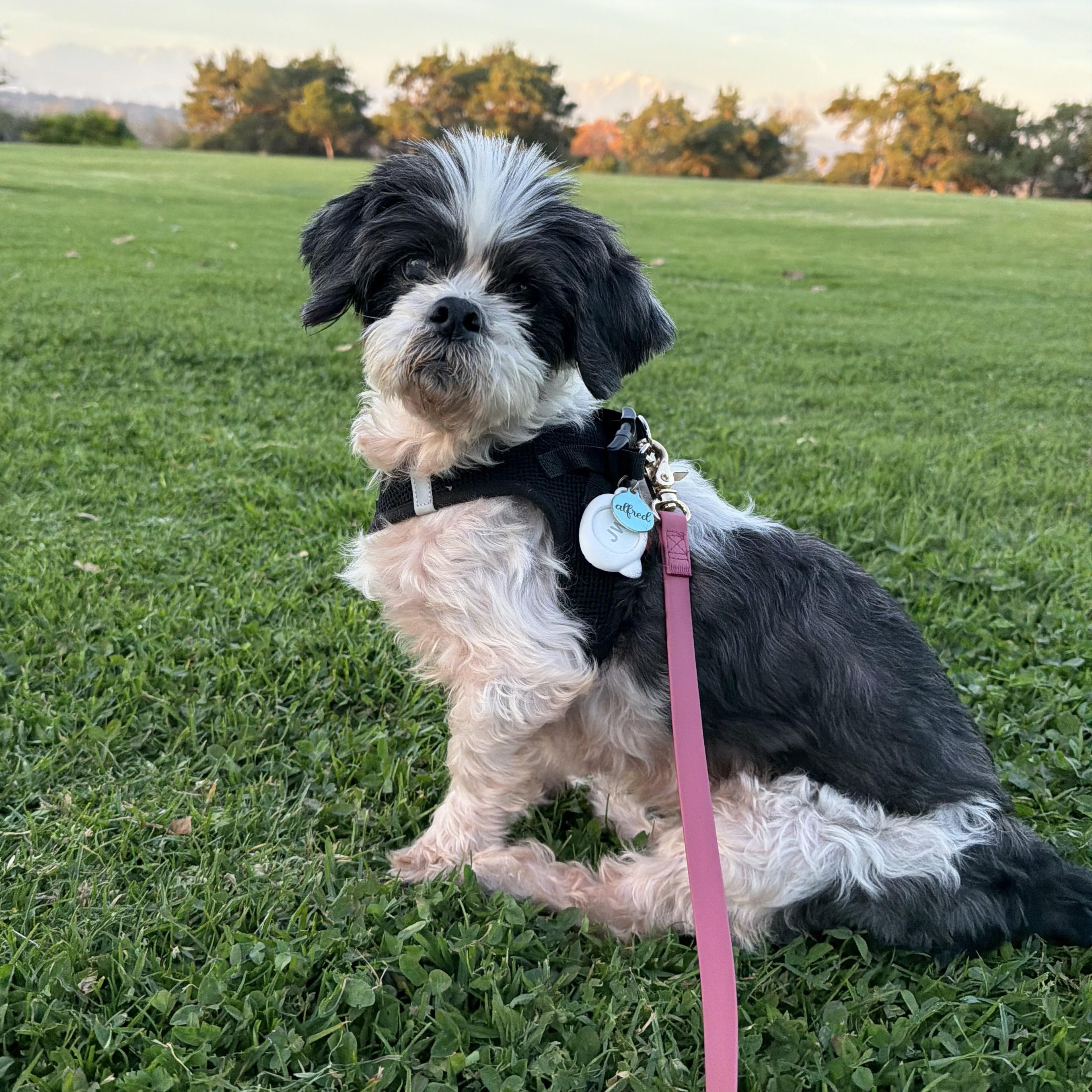 Enlarge Ricky, a ADOPTABLE mixed breed in Diamond Bar, CA image 2/6