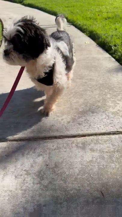 Enlarge Ricky, a ADOPTABLE mixed breed in Diamond Bar, CA video 6/6