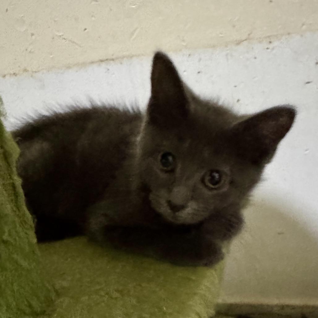 Rose, Adoptable, Young Female Domestic Medium Hair.