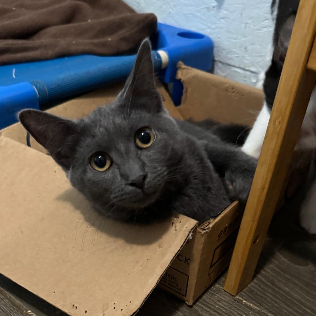 Enlarge Rose, a Adoptable Domestic Medium Hair in Portage, MI image 2/4