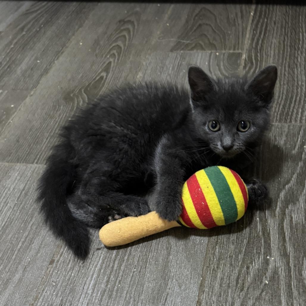 Enlarge Rose, a Adoptable Domestic Medium Hair in Portage, MI image 3/4