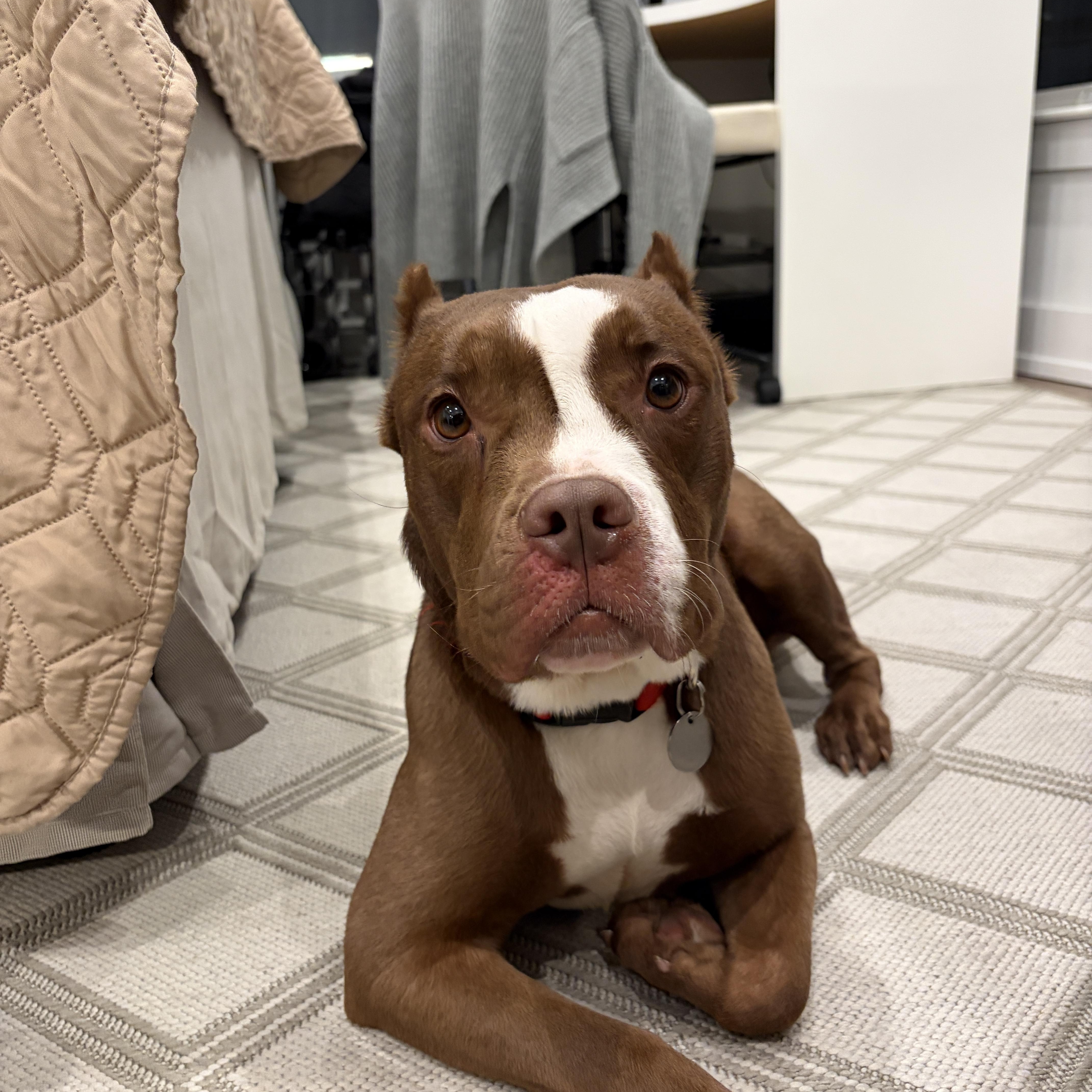 Enlarge Laney Boggs, a ADOPTABLE mixed breed in Philadelphia, PA image 3/3