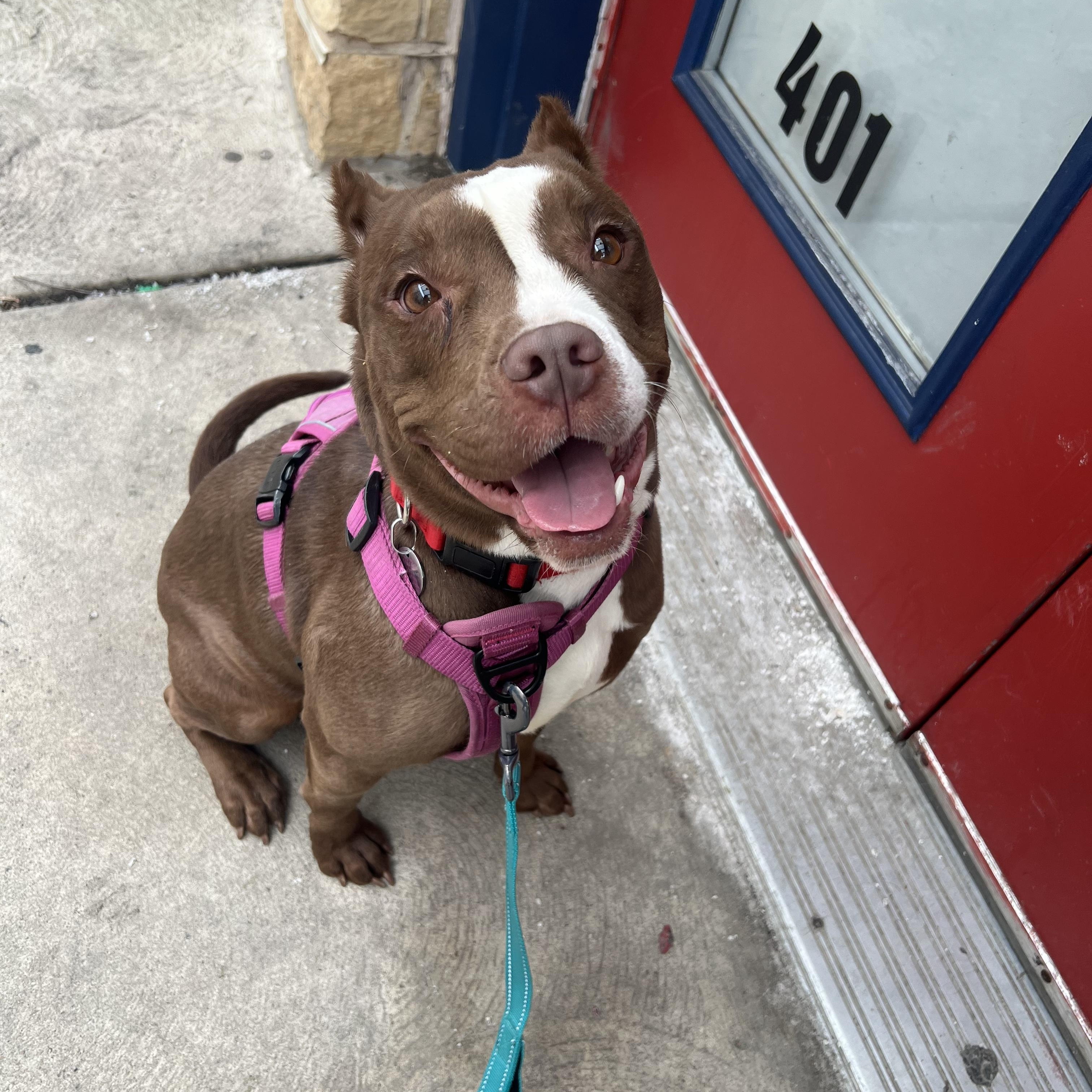 Enlarge Laney Boggs, a ADOPTABLE mixed breed in Philadelphia, PA image 1/3