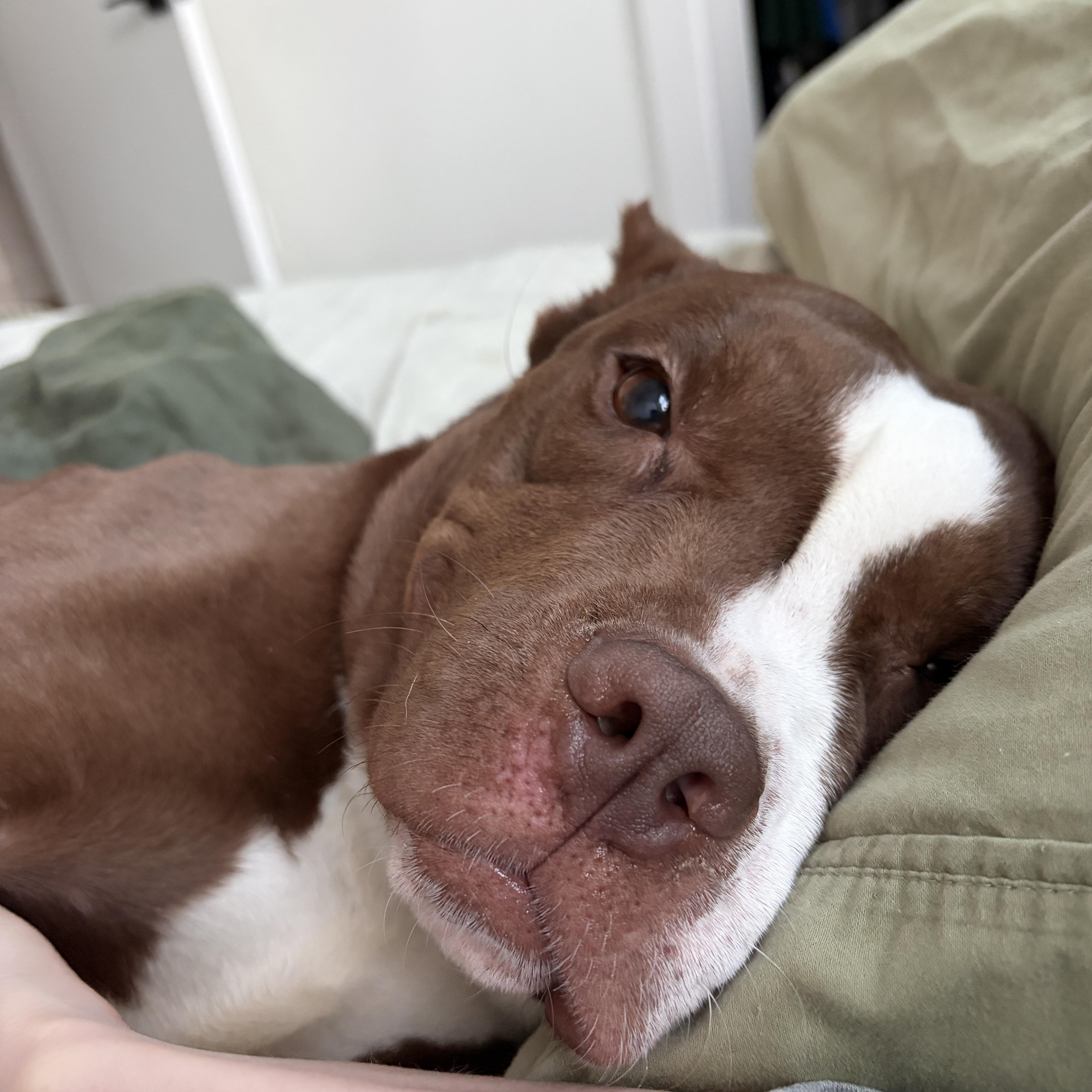 Enlarge Laney Boggs, a ADOPTABLE mixed breed in Philadelphia, PA image 2/3