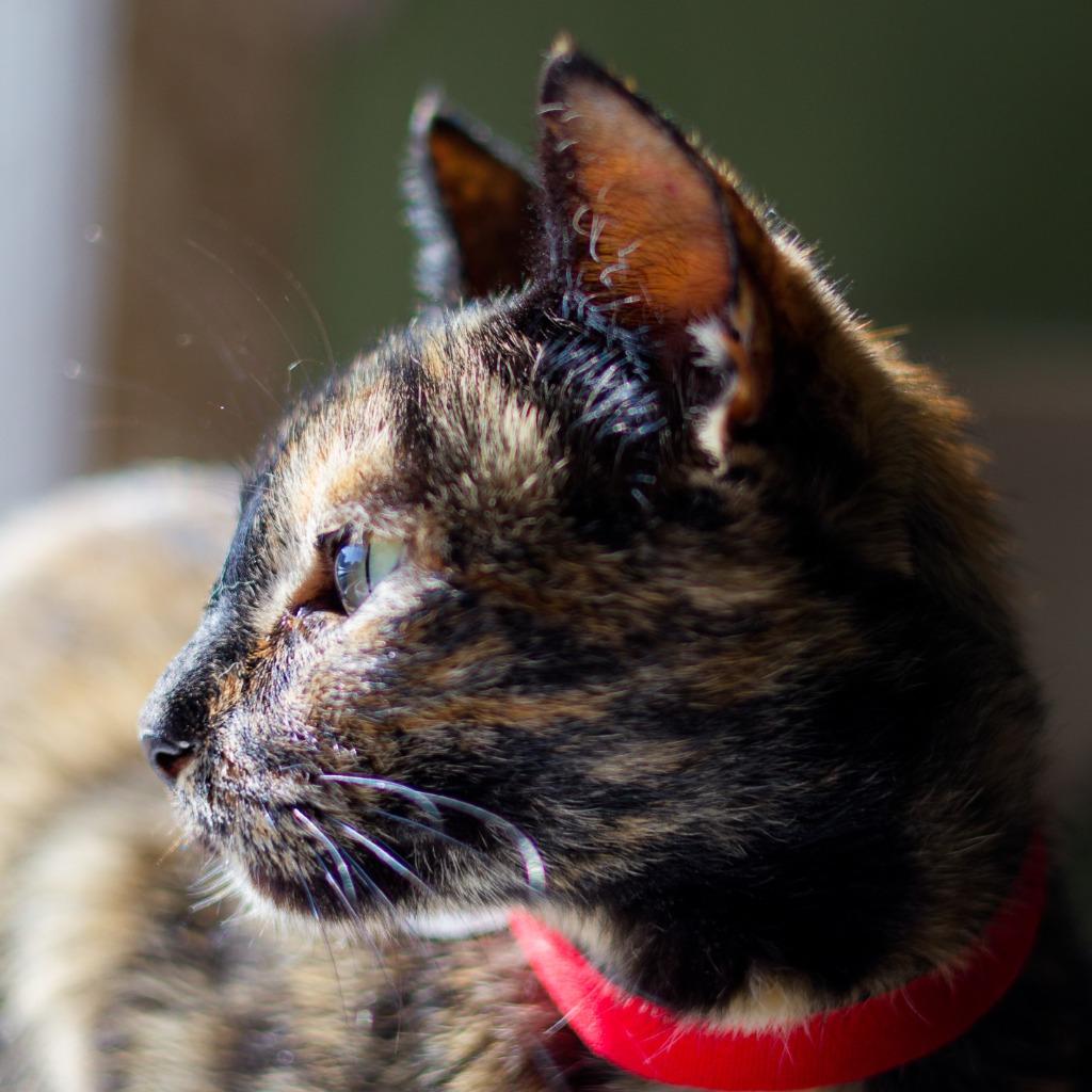 Hot Toddy, Adoptable, Young Female Domestic Short Hair.
