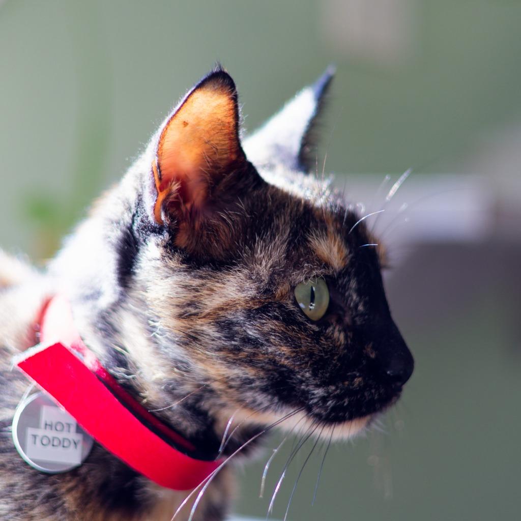 Hot Toddy, a Adoptable mixed breed in Hot Springs, AR image 2/2