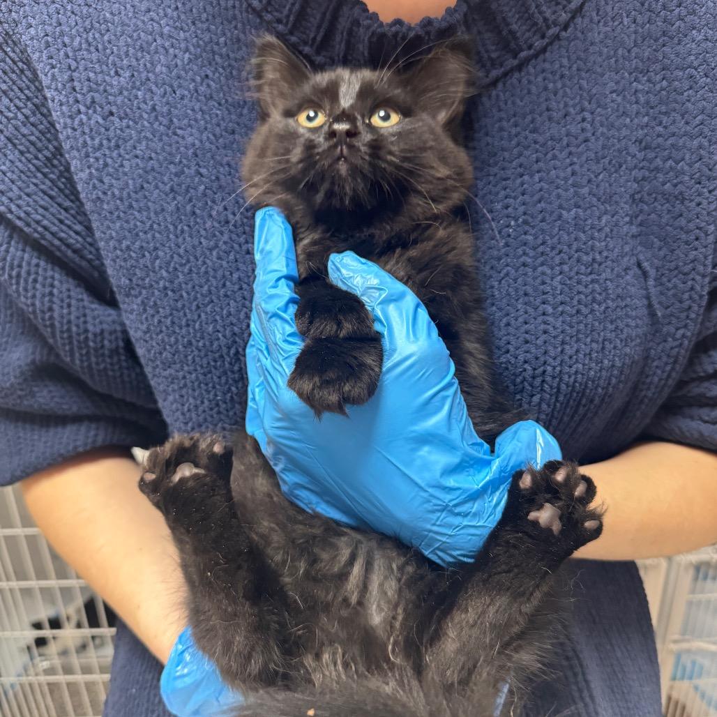 Ash ARC2026-199, a Adoptable Domestic Medium Hair in Akron, NY image 1/5