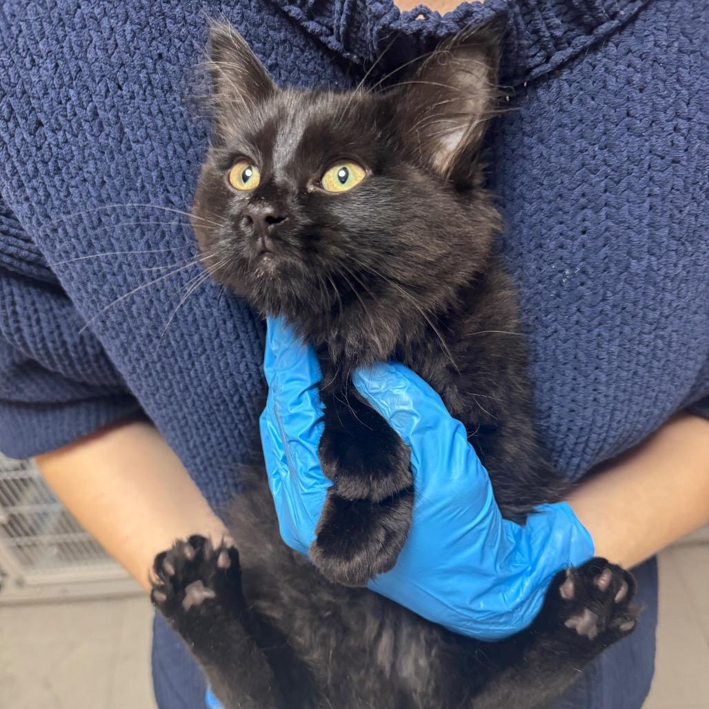 Ash ARC2026-199, a Adoptable Domestic Medium Hair in Akron, NY image 2/5
