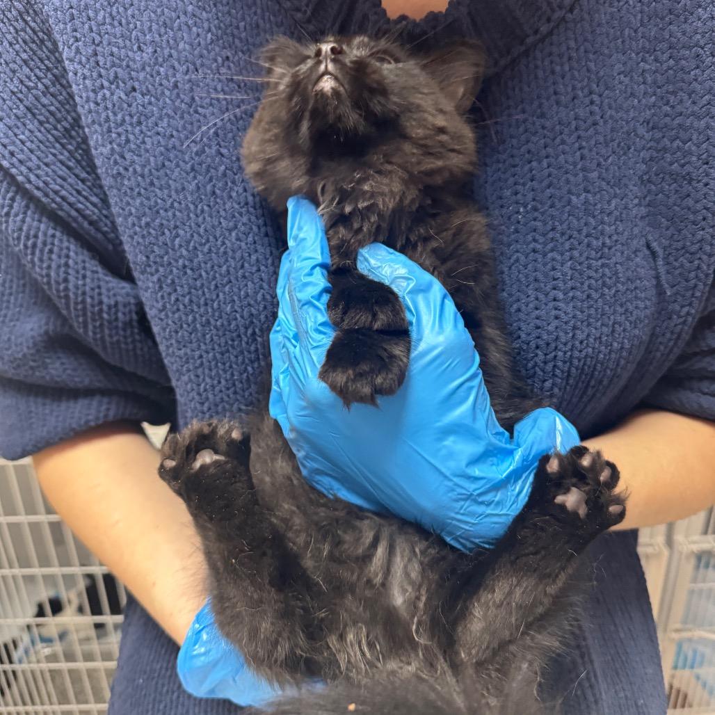Ash ARC2026-199, a Adoptable Domestic Medium Hair in Akron, NY image 3/5
