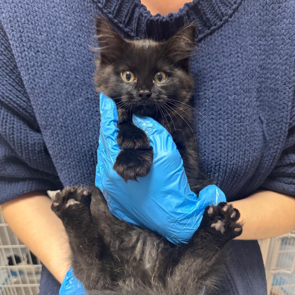 Ash ARC2026-199, a Adoptable Domestic Medium Hair in Akron, NY image 5/5