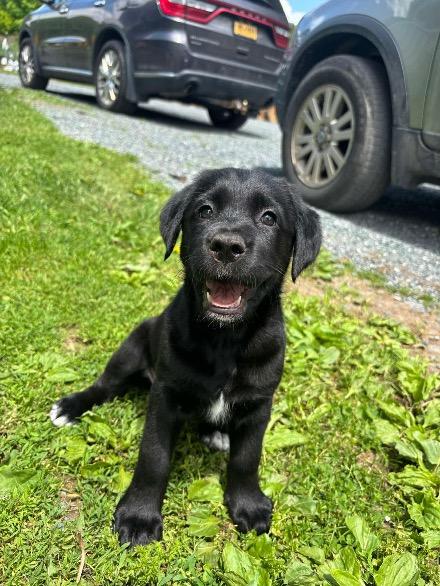 Petunia, ADOPTABLE, Puppy Female Doberman Pinscher & Belgian Shepherd / Malinois.