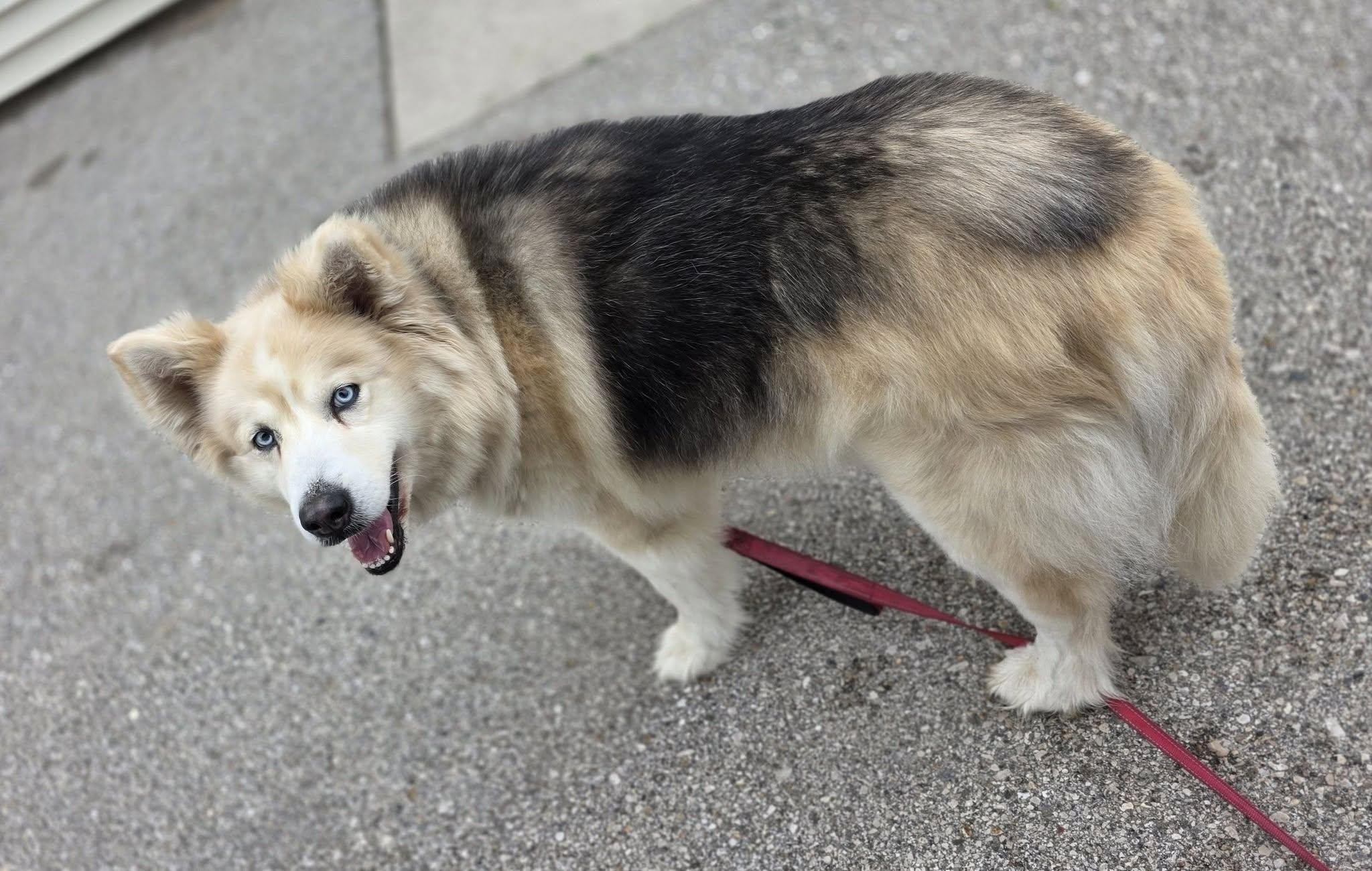 Bella, a ADOPTABLE mixed breed in Shelby, MI image 3/3