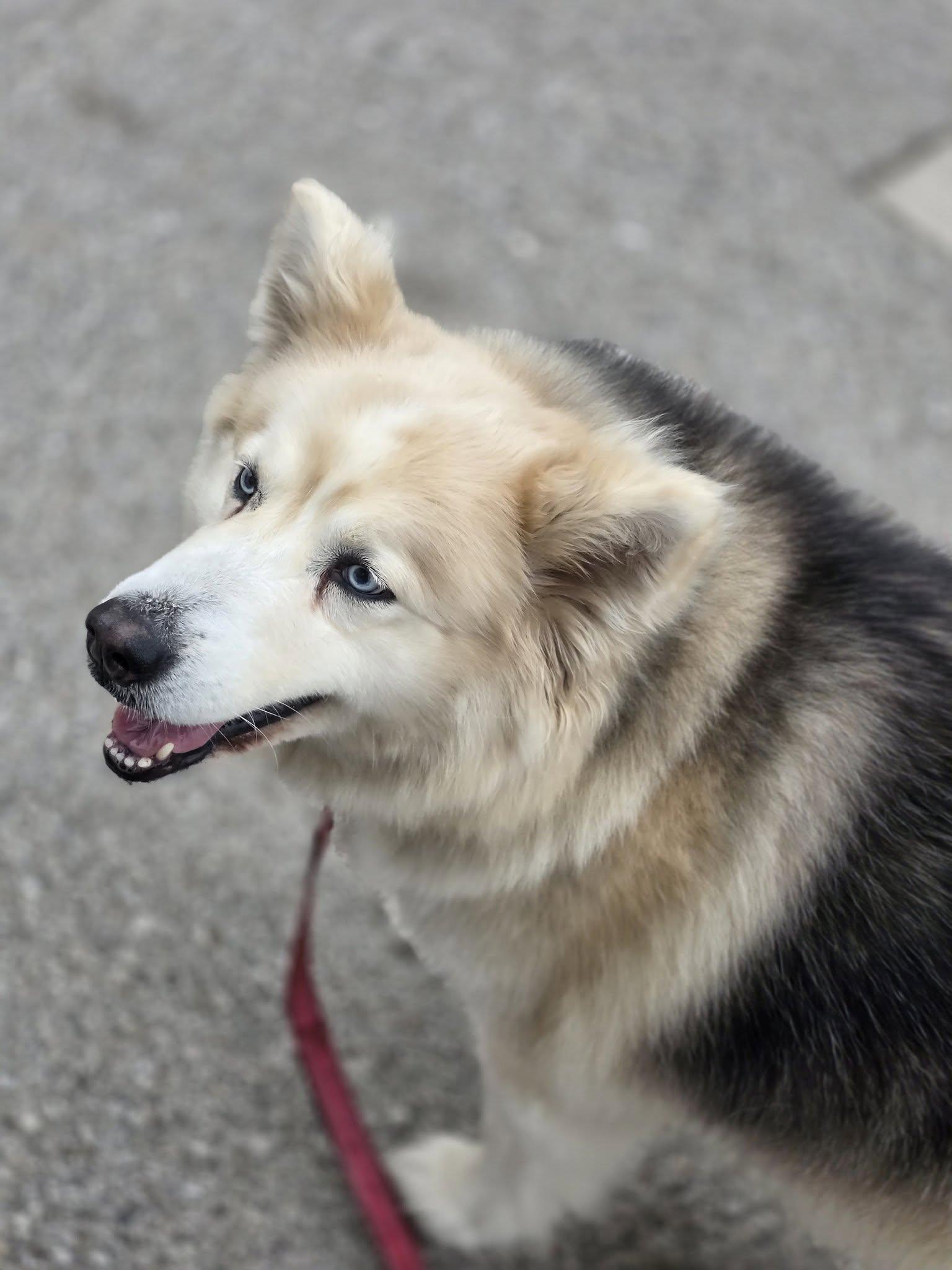 Bella, a ADOPTABLE mixed breed in Shelby, MI image 2/3