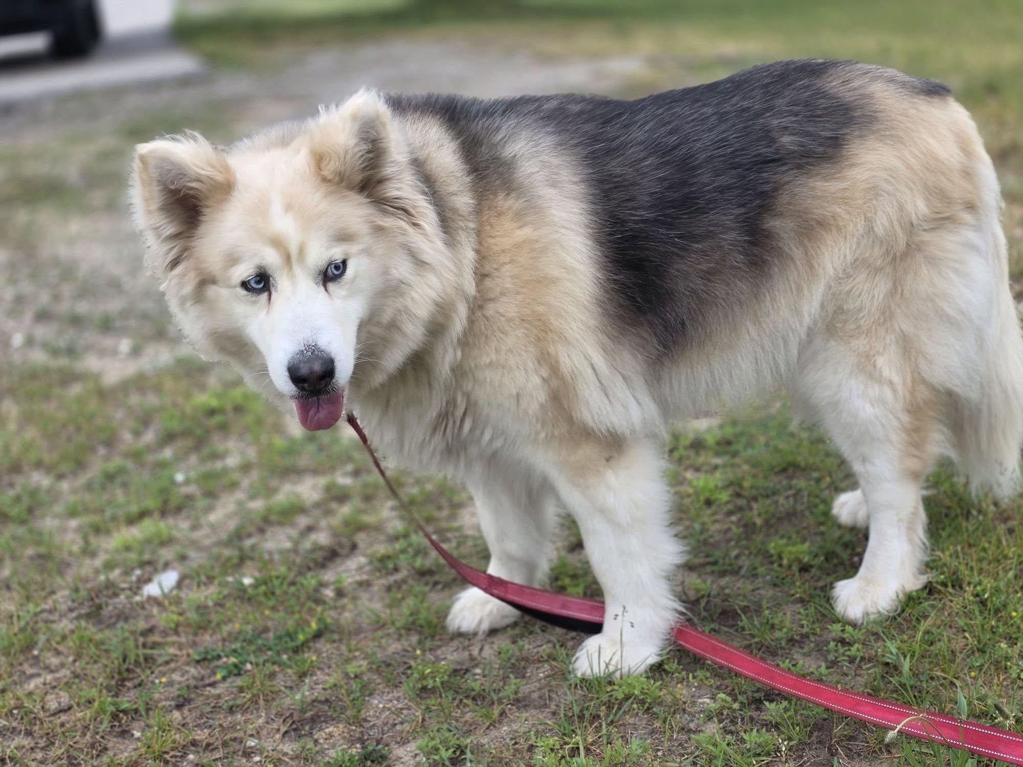 Bella, a ADOPTABLE mixed breed in Shelby, MI image 1/3
