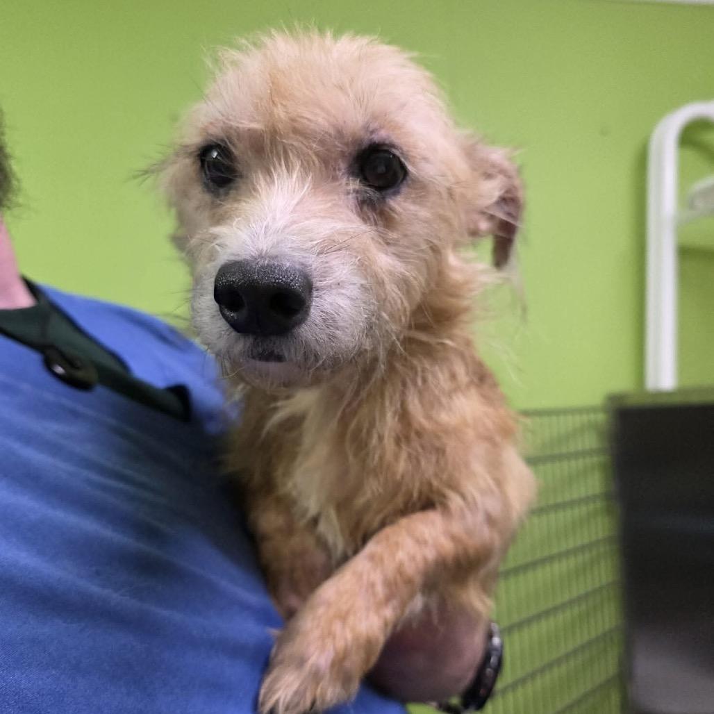 Enlarge Tansy, a Adoptable Terrier in Jackson, MO image 1/1